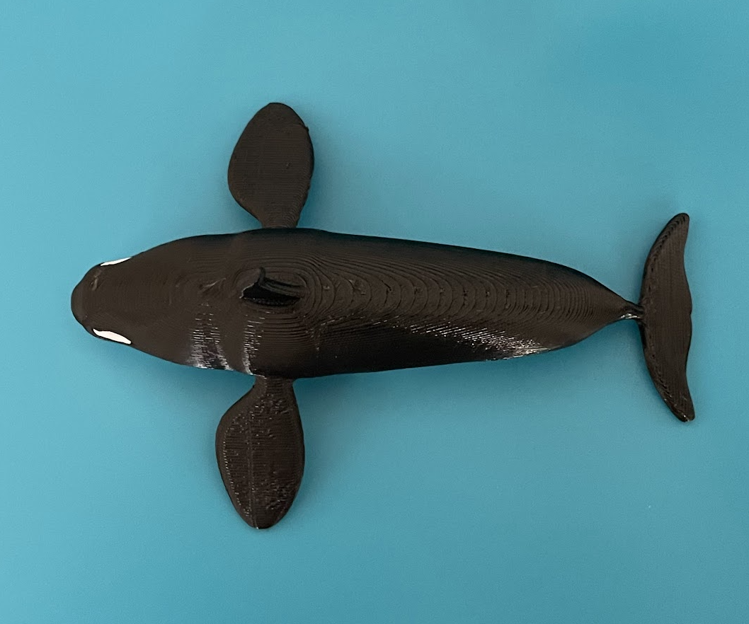 Single Extruder - Dual Color - Killer Whale — miniatura 3