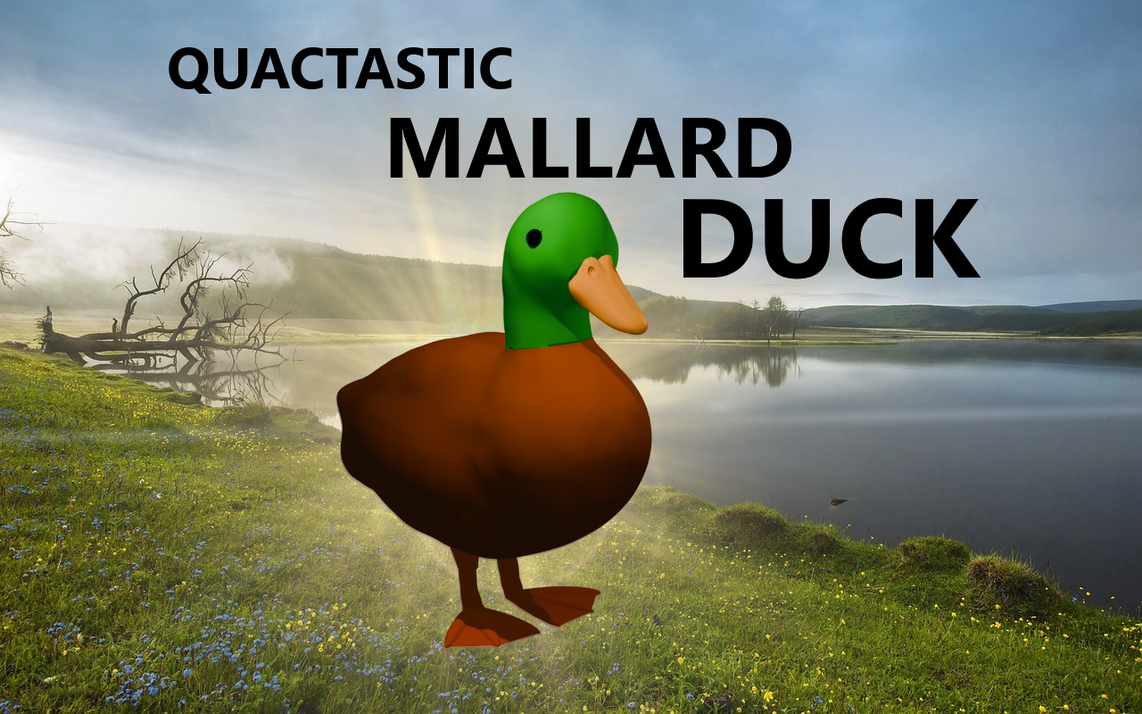 Mallard duck