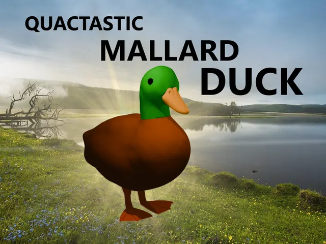 Mallard duck