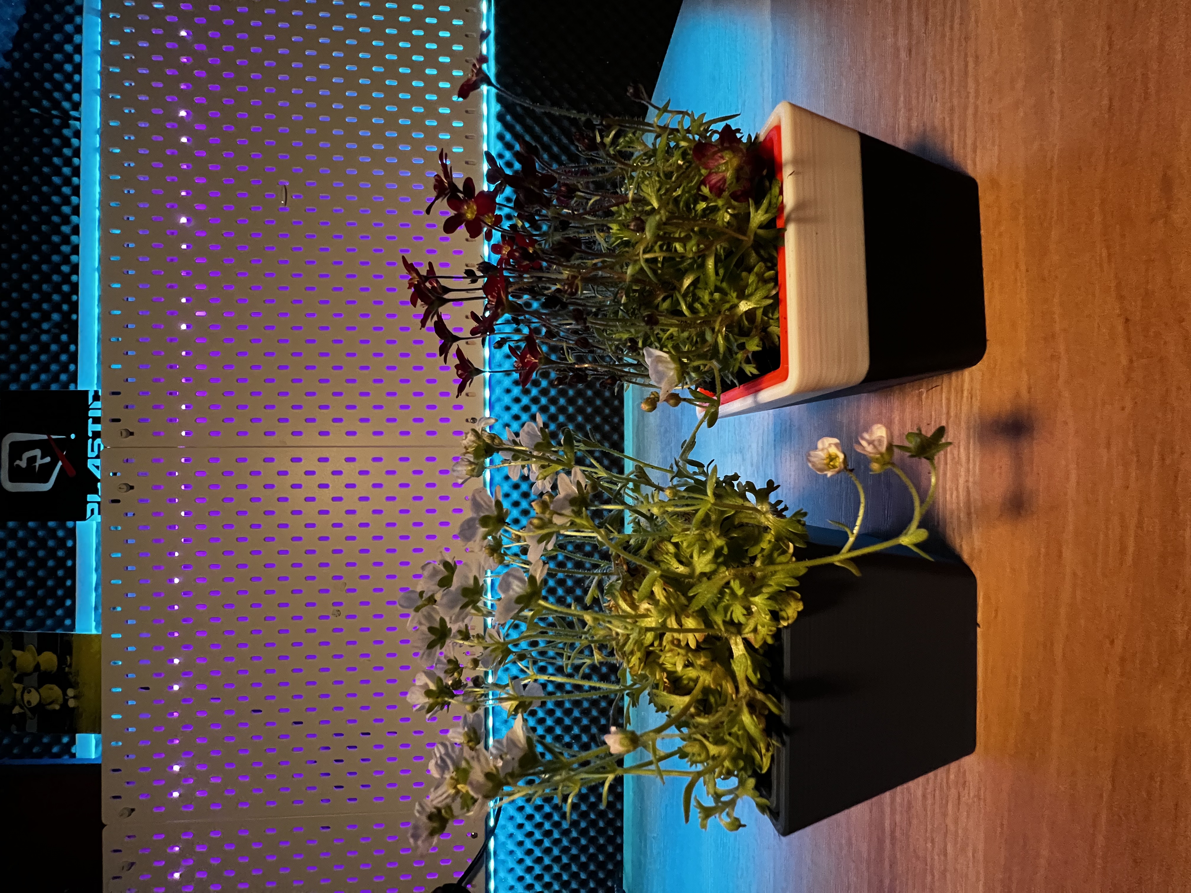 Miniatura 4 do modelo 3D Self Watering Planter 2