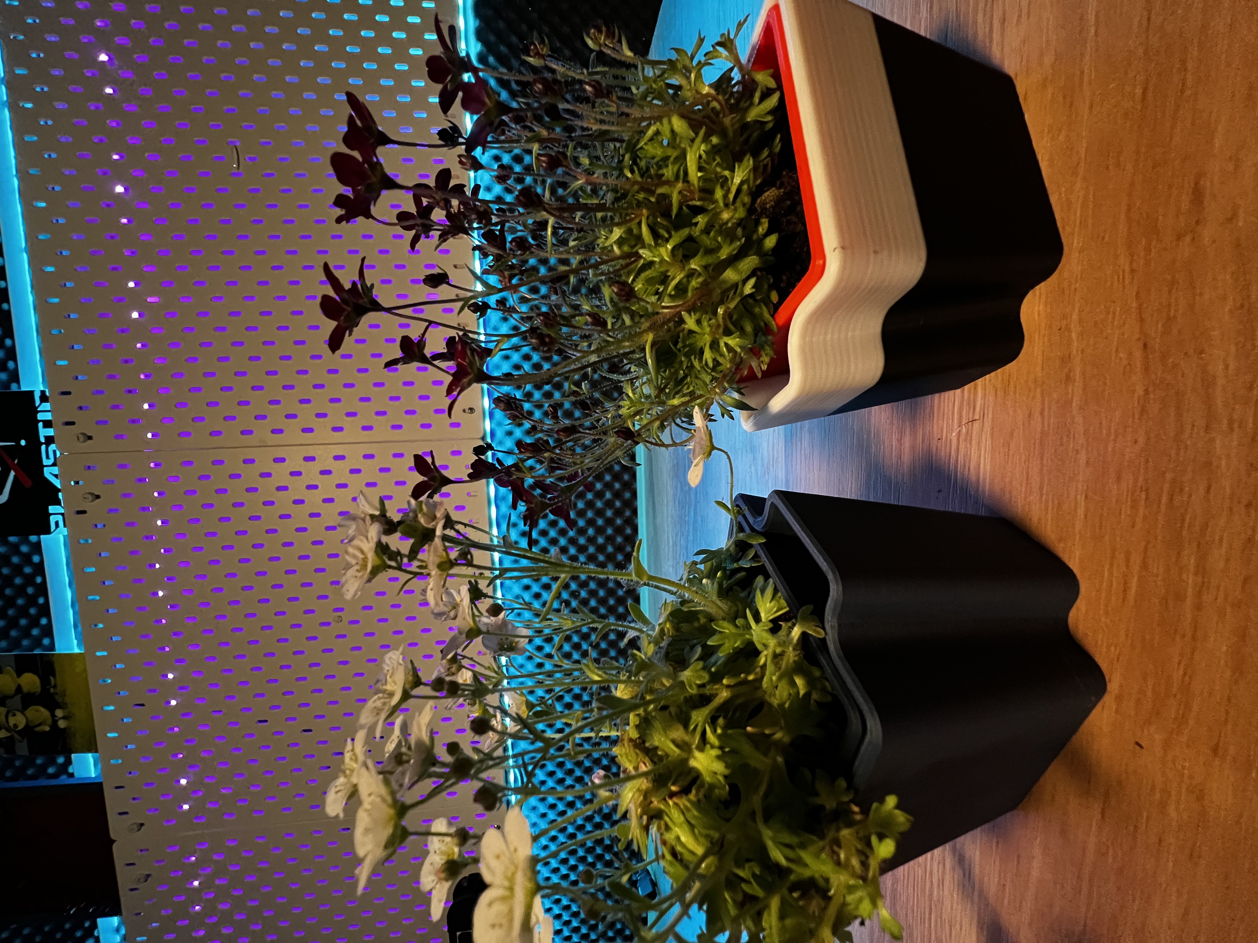Miniatura 6 do modelo 3D Self Watering Planter 2