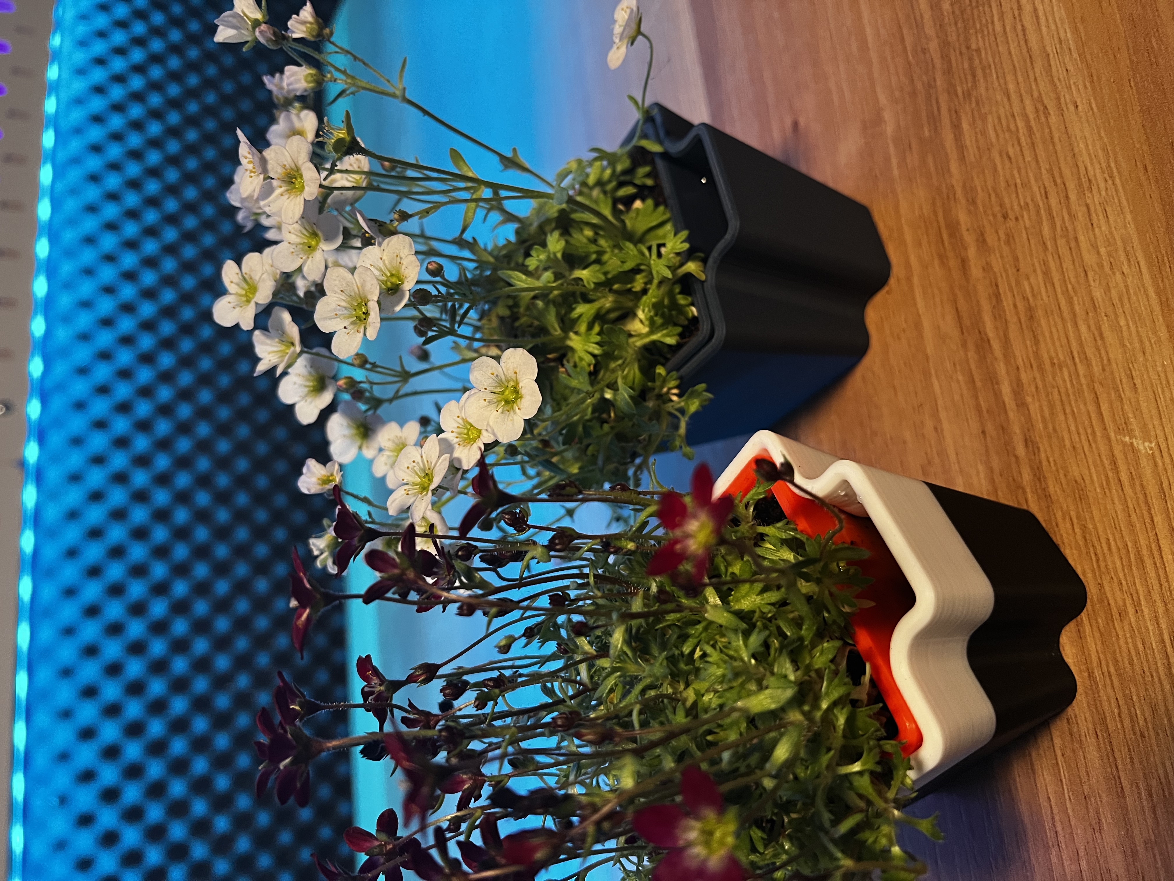 Miniatura 7 do modelo 3D Self Watering Planter 2