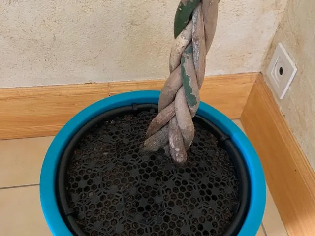 Vase soil protector against toddlers