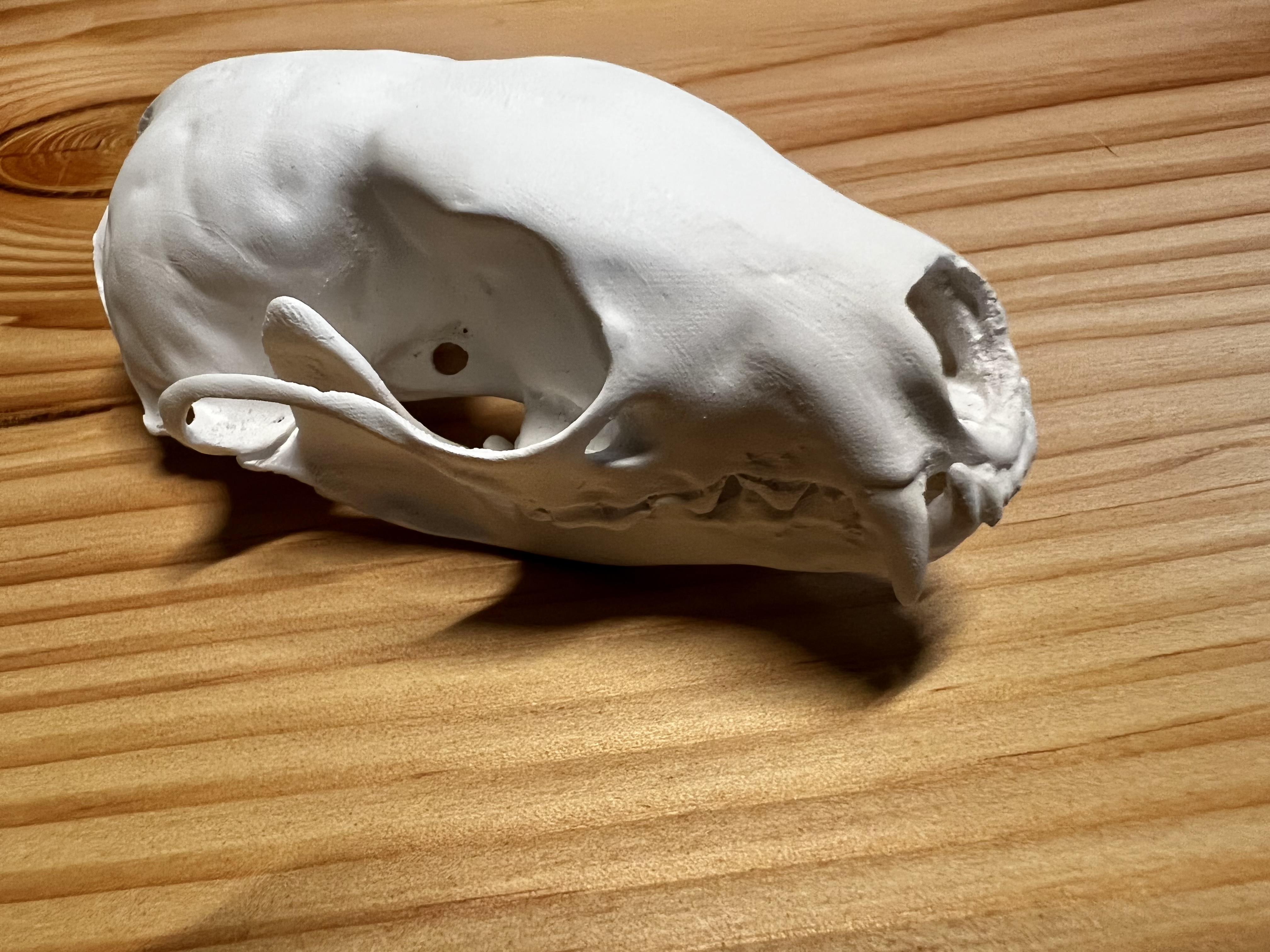 Skull of an European pine marten (Martes martes)