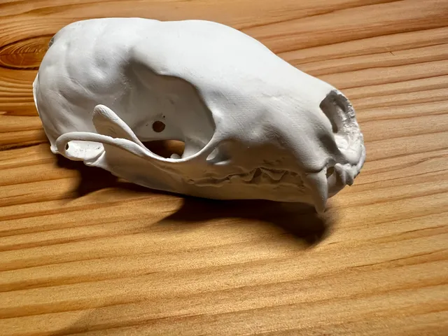 Skull of an European pine marten (Martes martes)