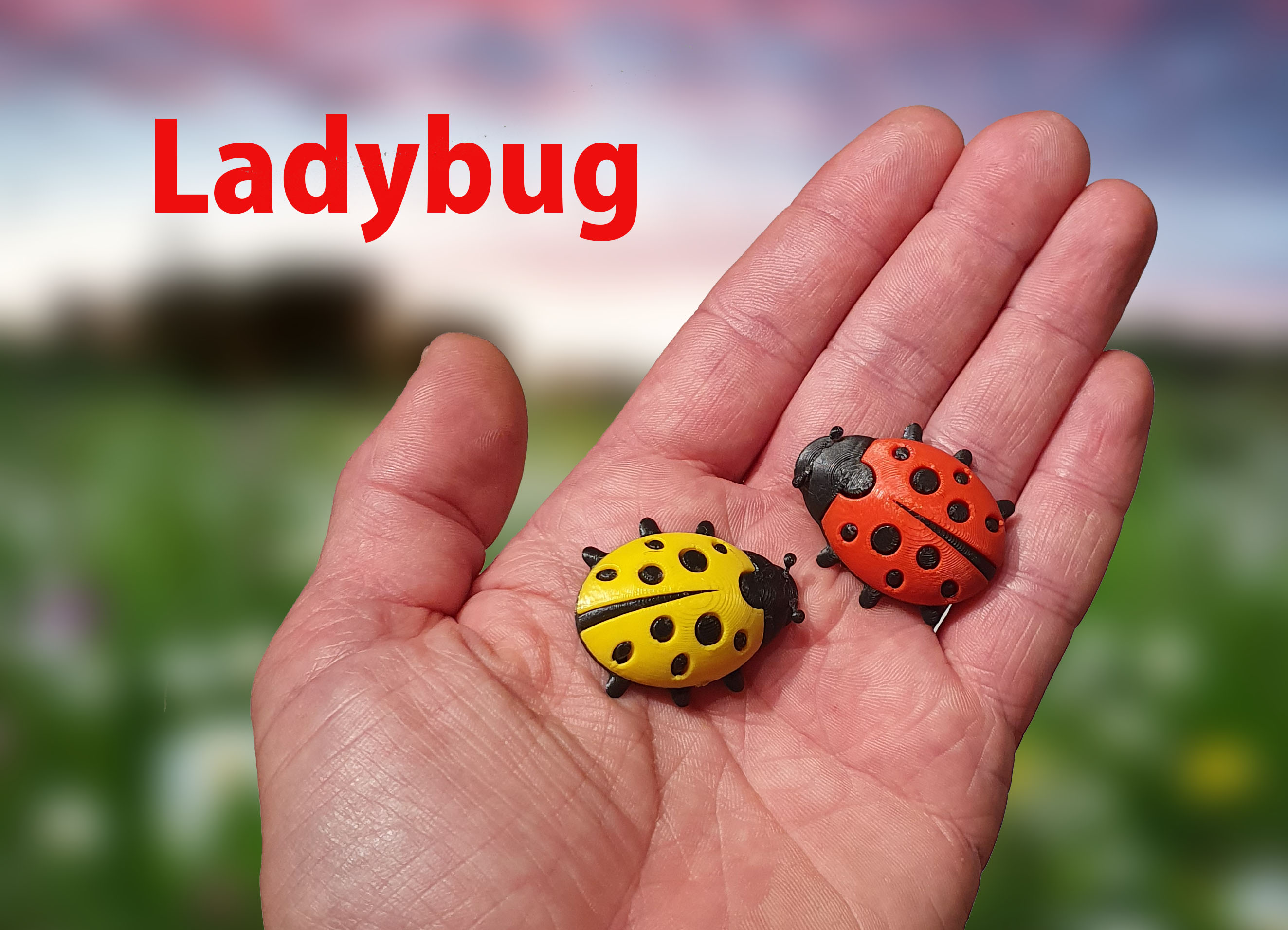 Ladybug / Beruška