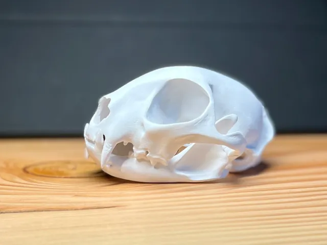Skull of an European wild cat (Felis silvestris)