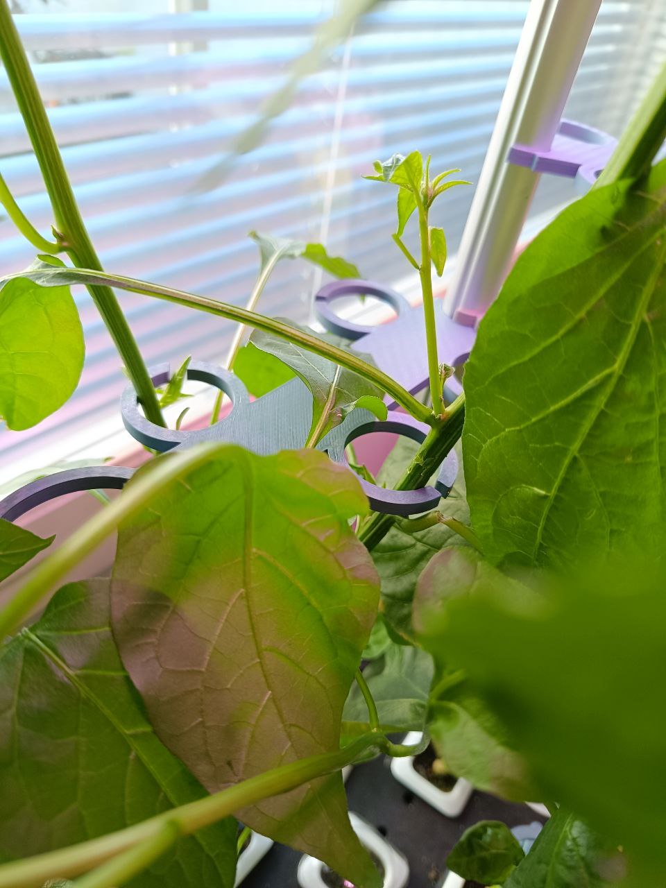 Hydroponics growing system Supporting plant