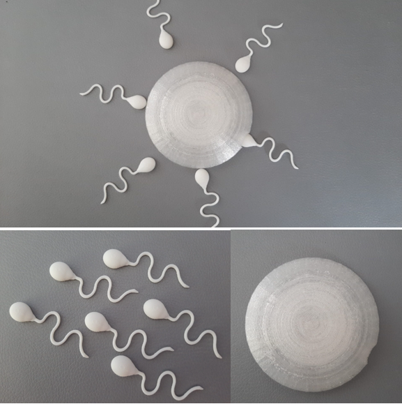 Fertilization - ovum and sperm
