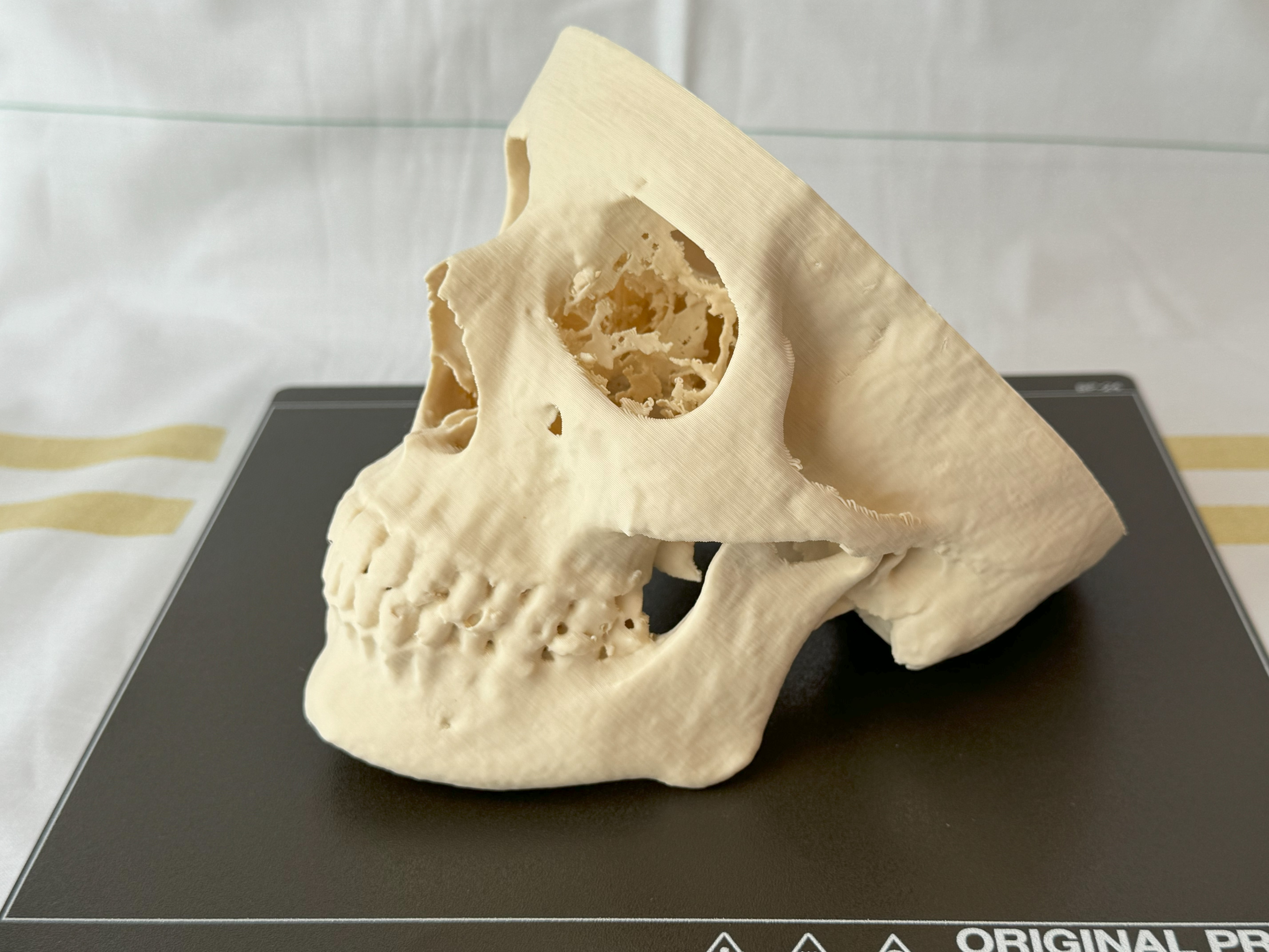 Human skull / lidská lebka