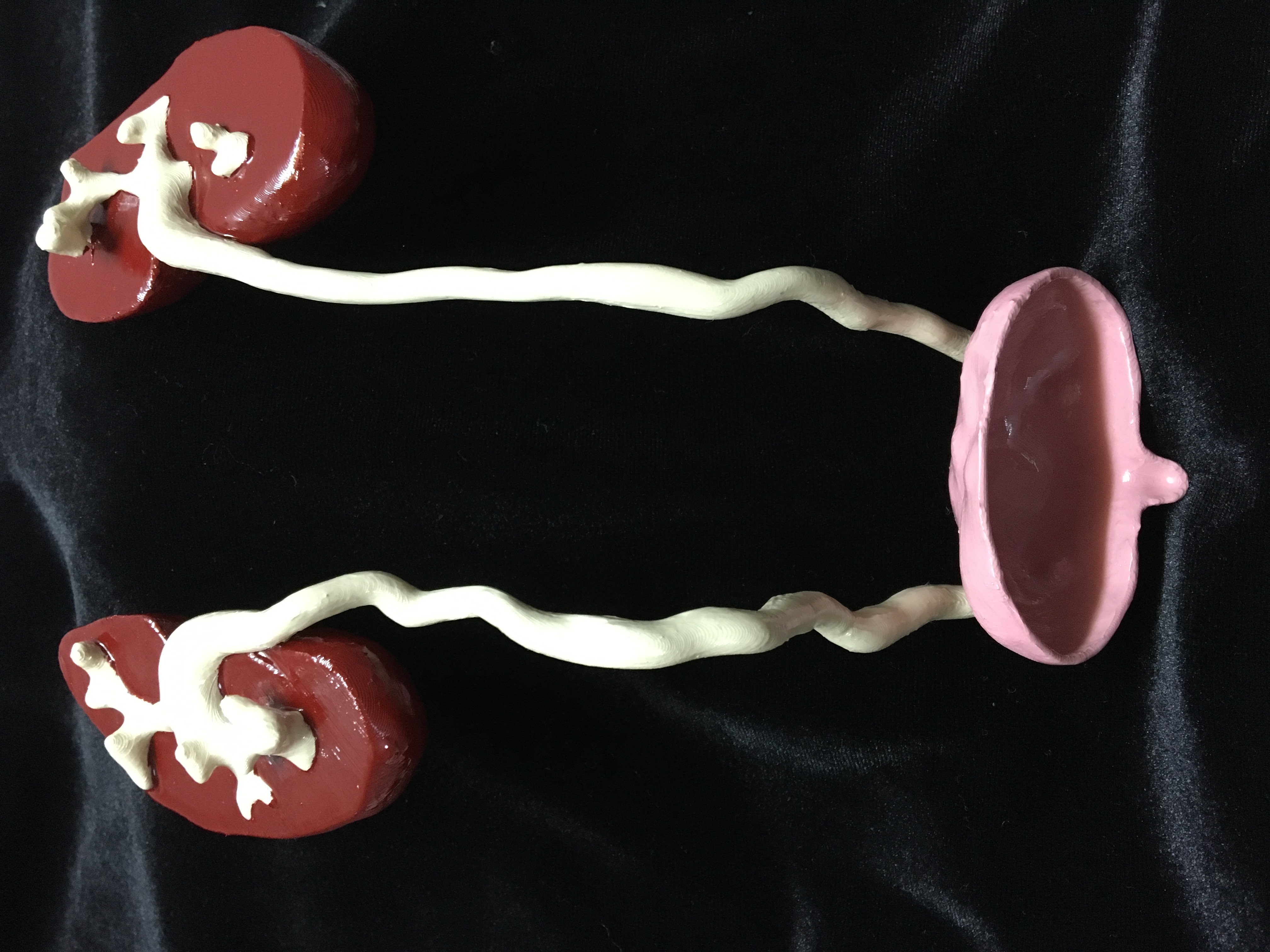 Urinary System (Anatomic Model)
