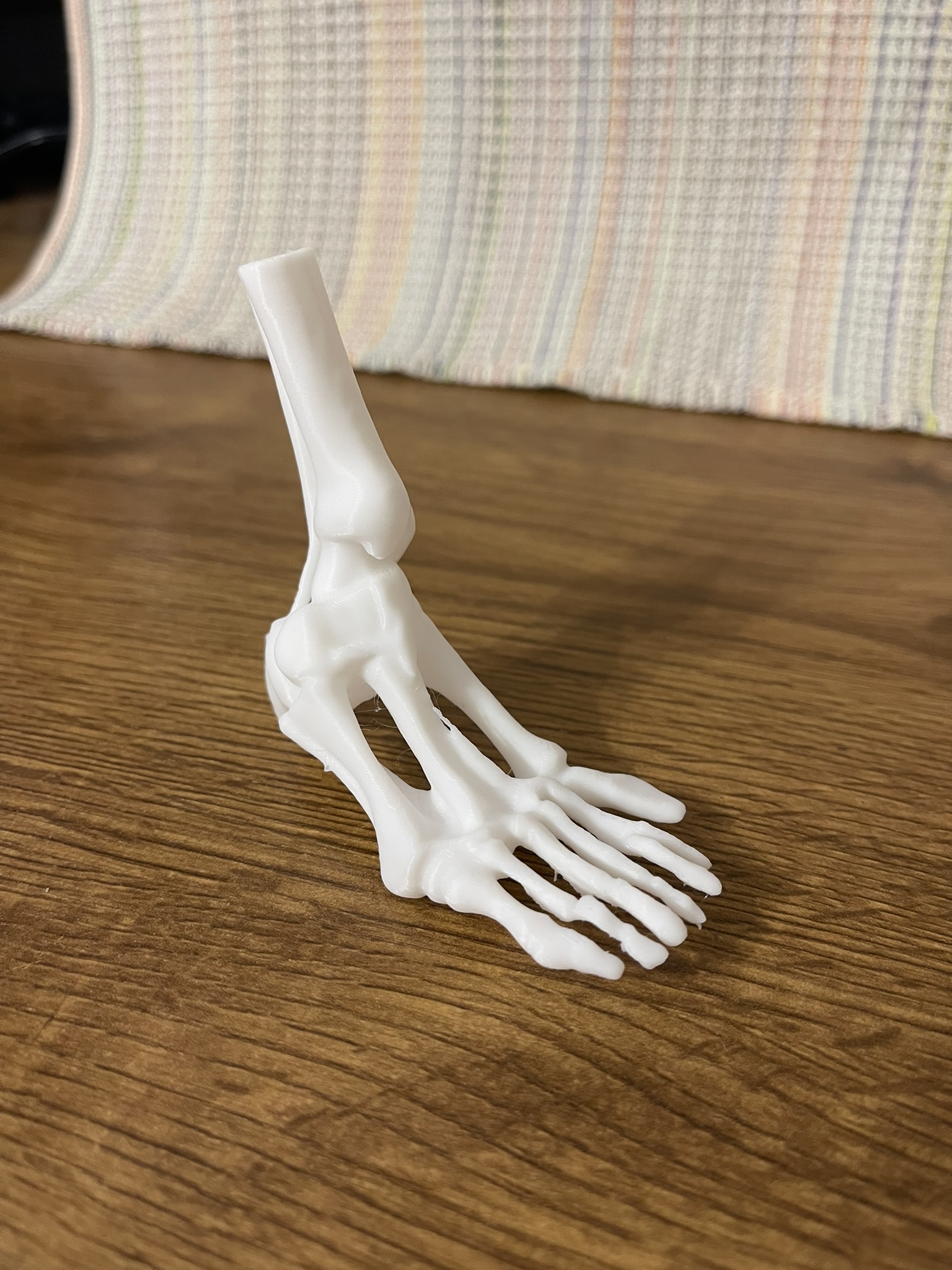 A skeleton foot