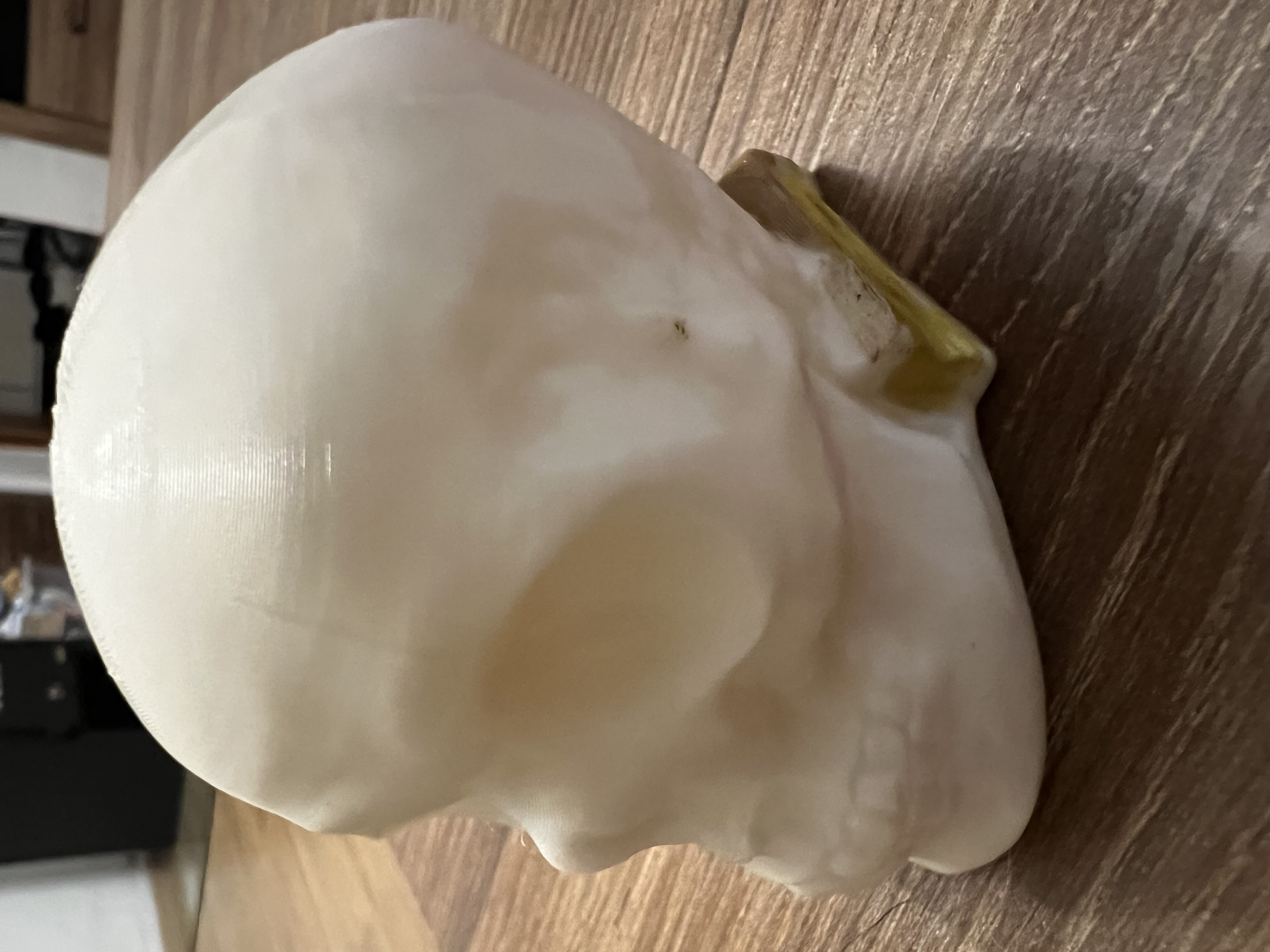 Lebka - Skull