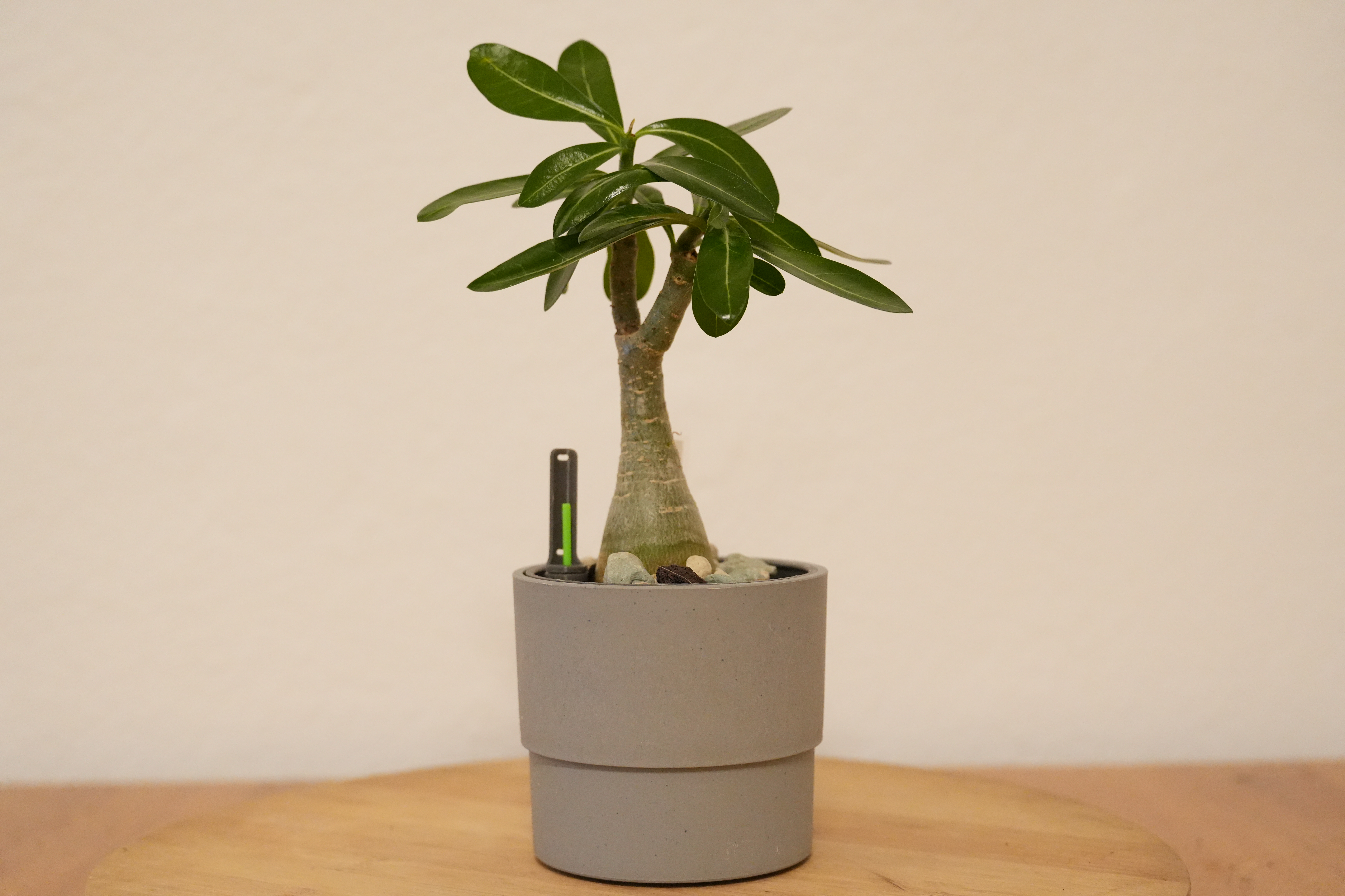 Self watering inlay (pot) for Ikea NYPON 9