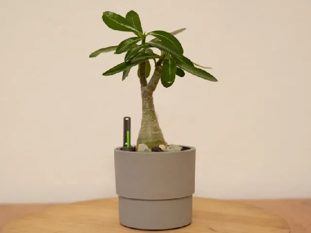 Self watering inlay (pot) for Ikea NYPON 9