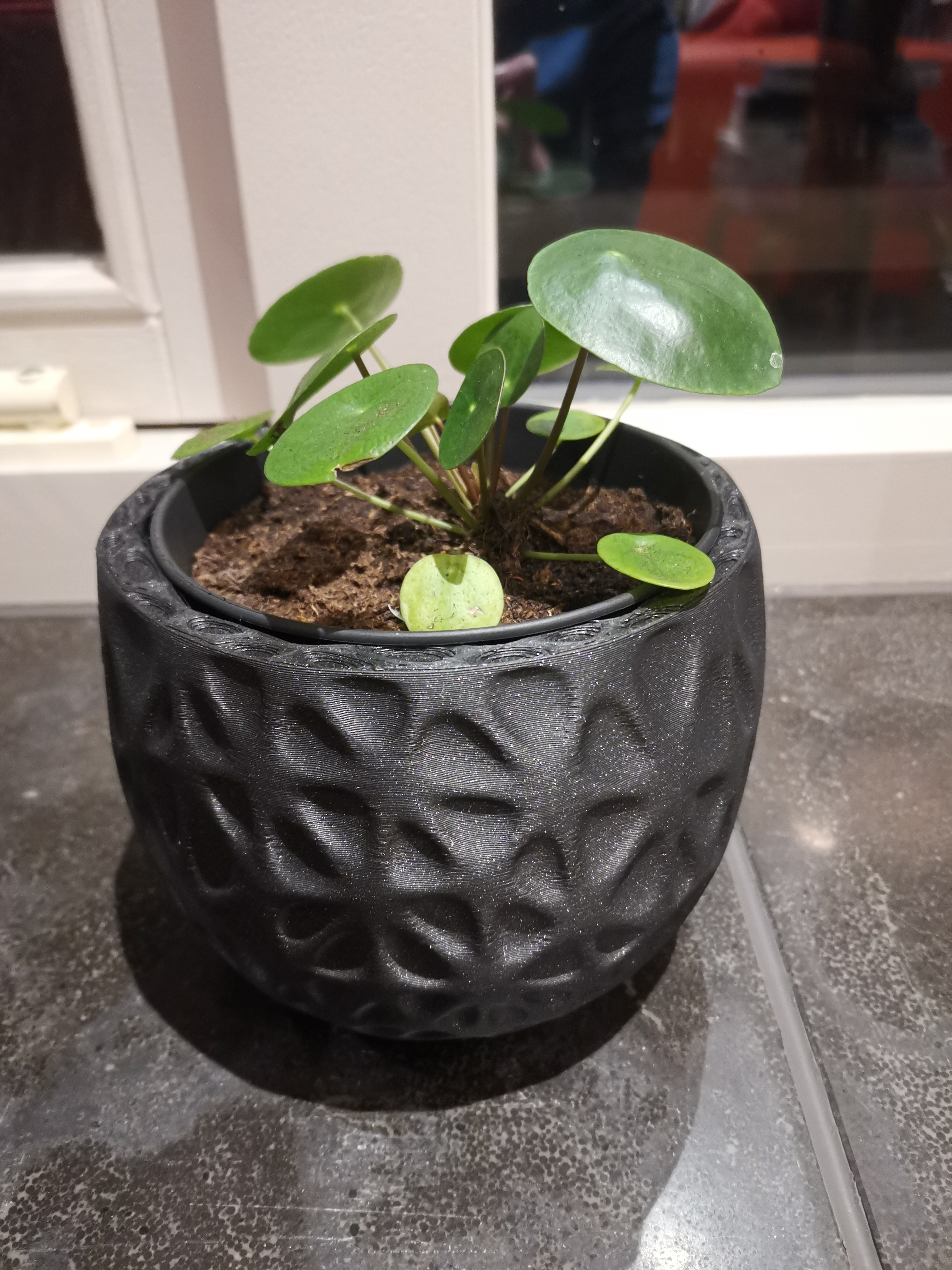 Organic plant pot