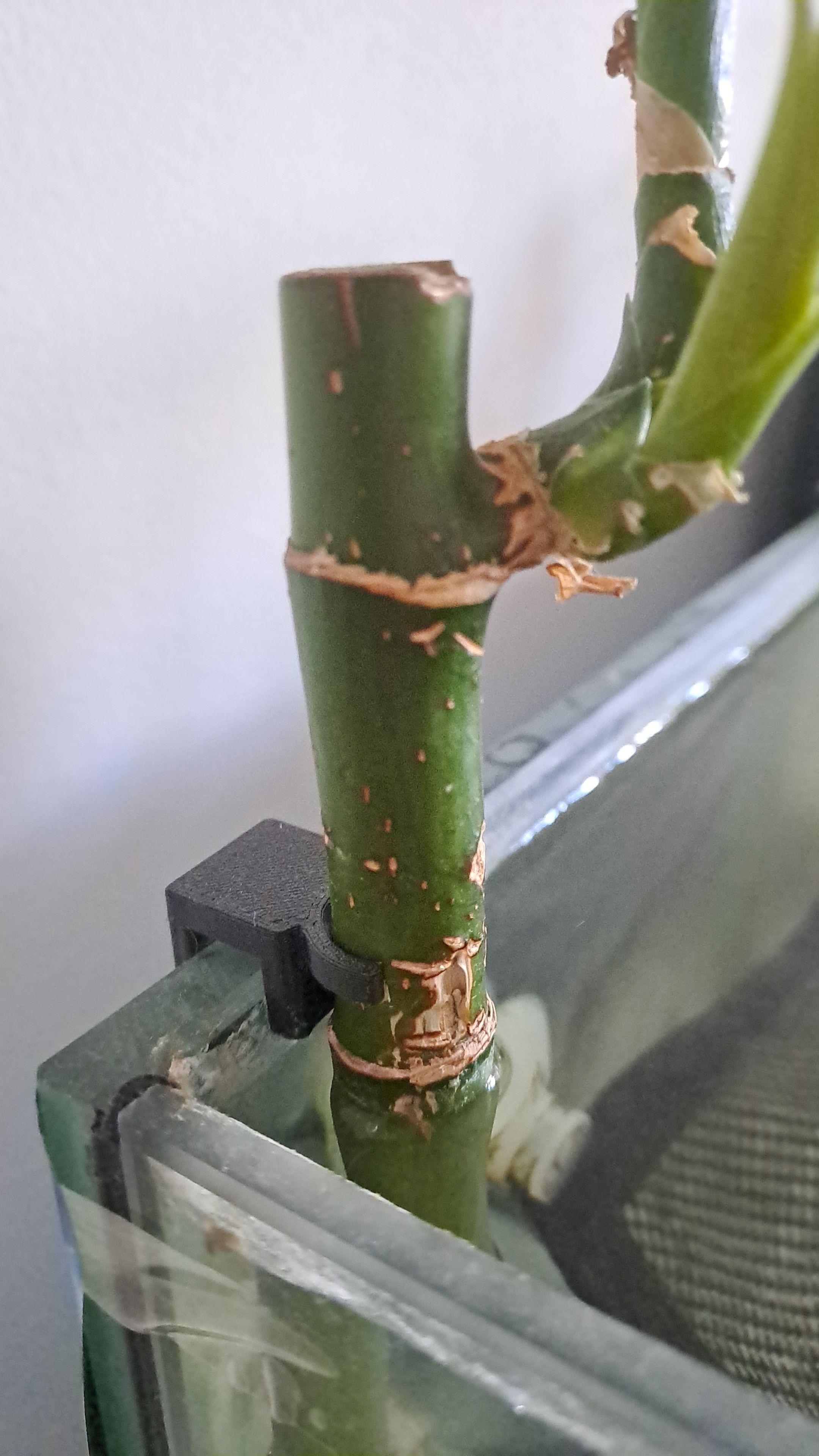 Dracena (Lucky Bamboo) holder for aquariums