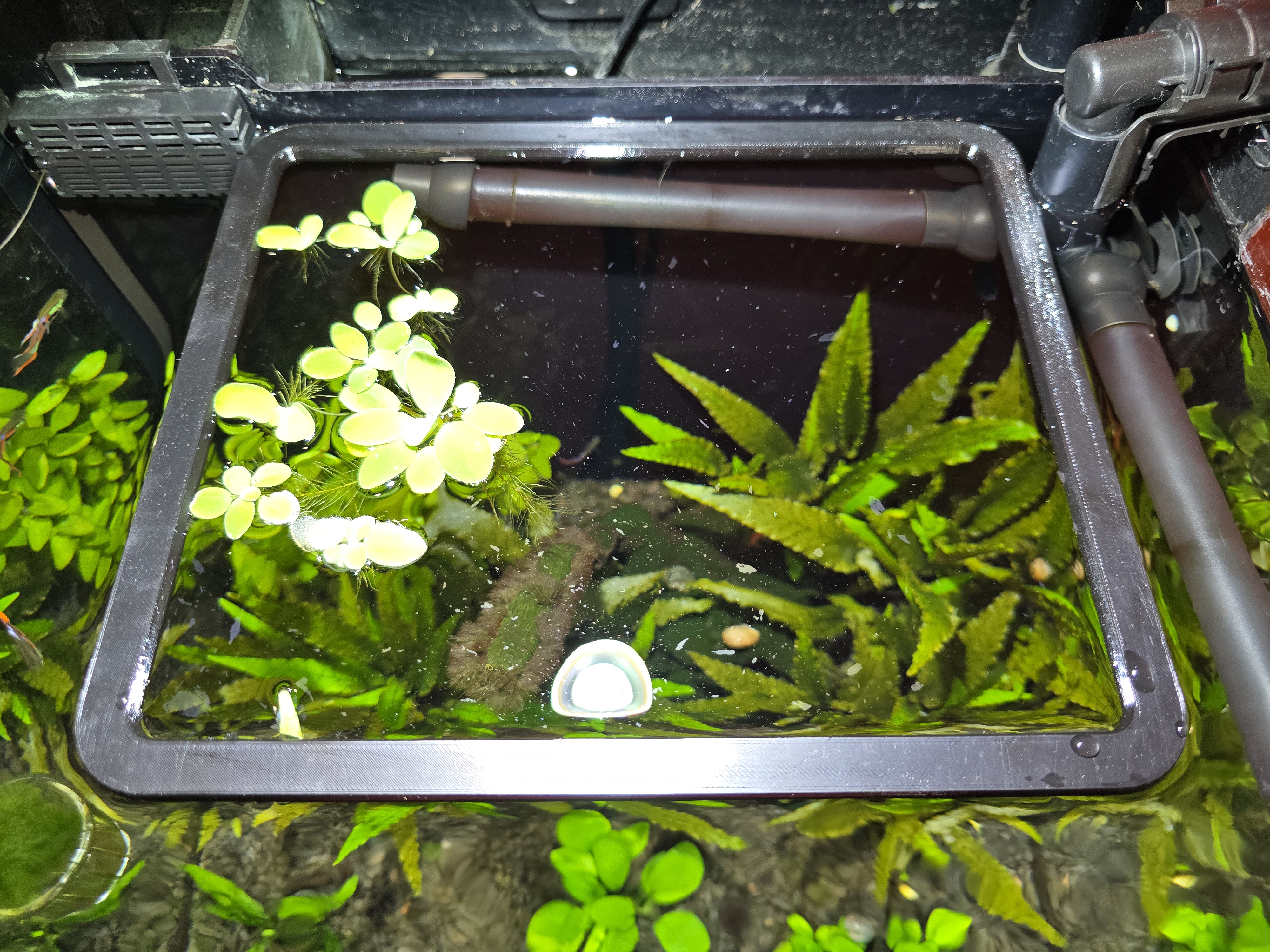 Aquarium Floating Plant Square