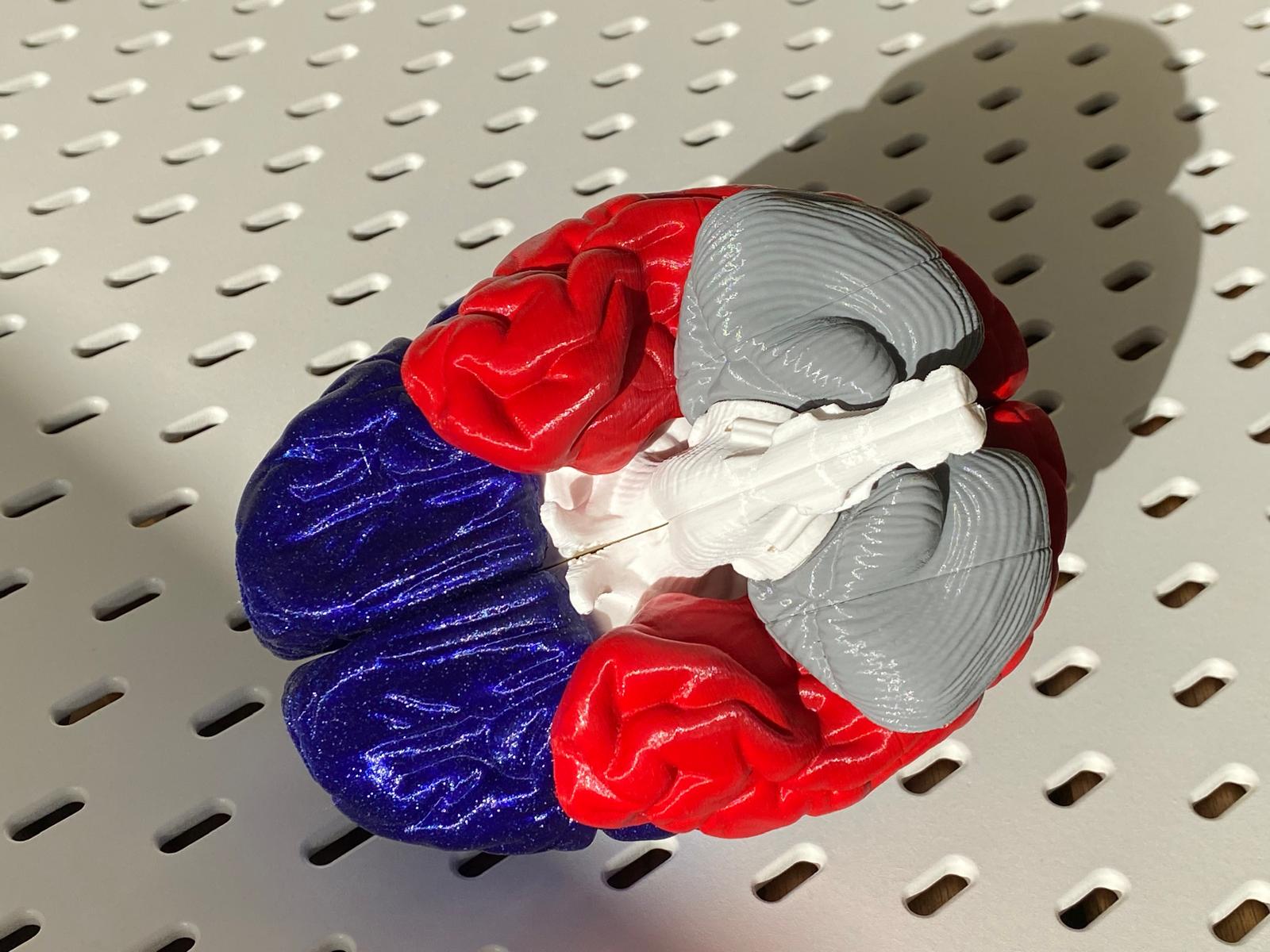 Miniatura 4 do modelo 3D Brain