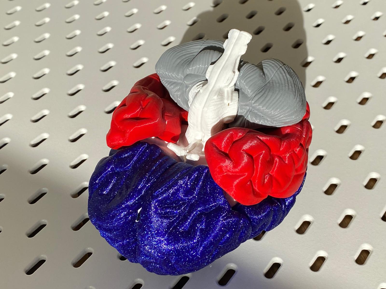 Miniatura 5 do modelo 3D Brain
