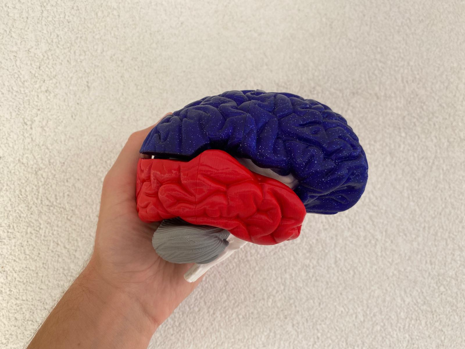 Miniatura 7 do modelo 3D Brain