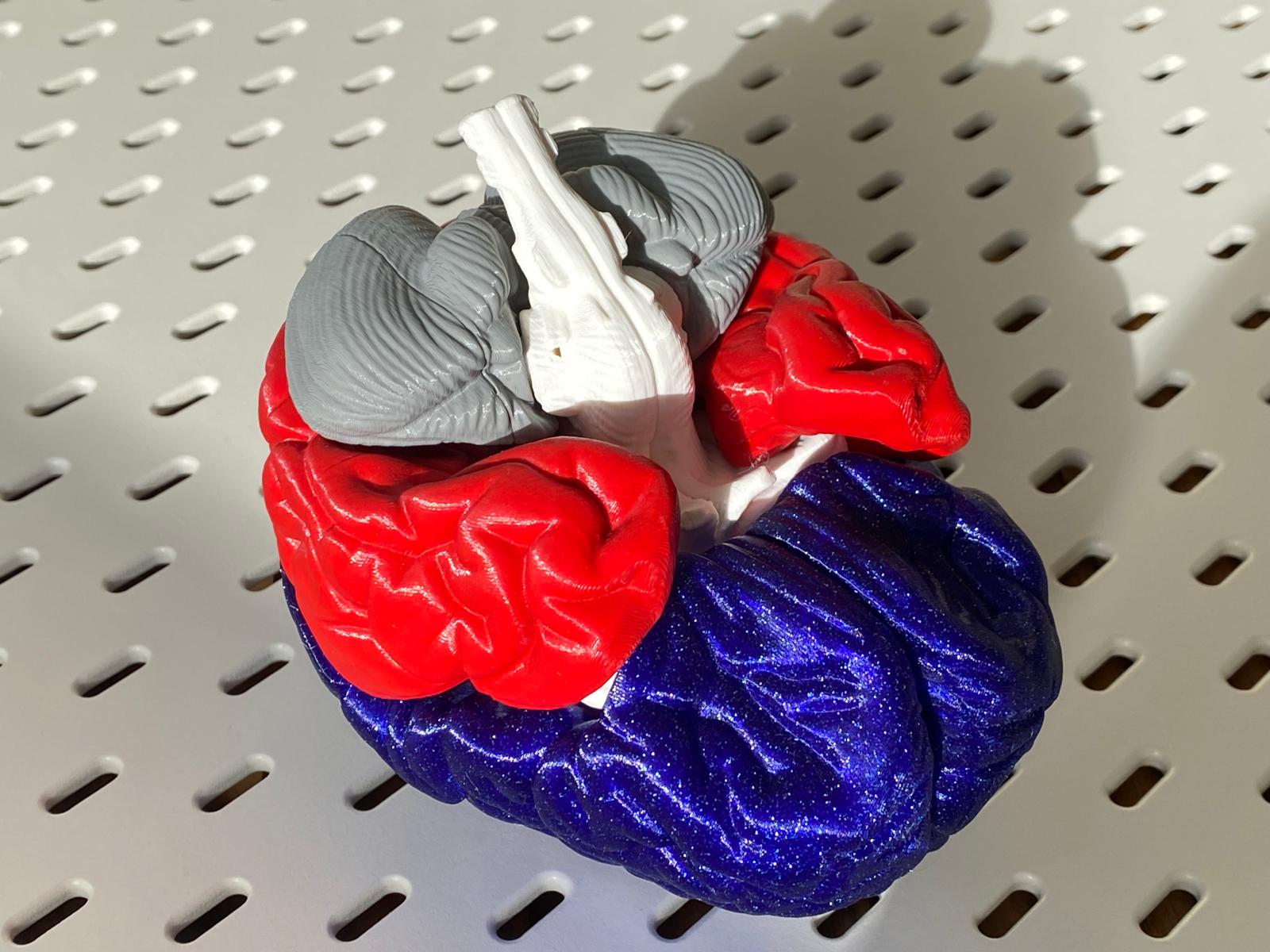 Miniatura 8 do modelo 3D Brain