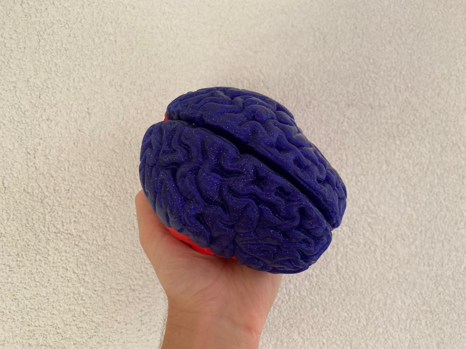 Miniatura 9 do modelo 3D Brain