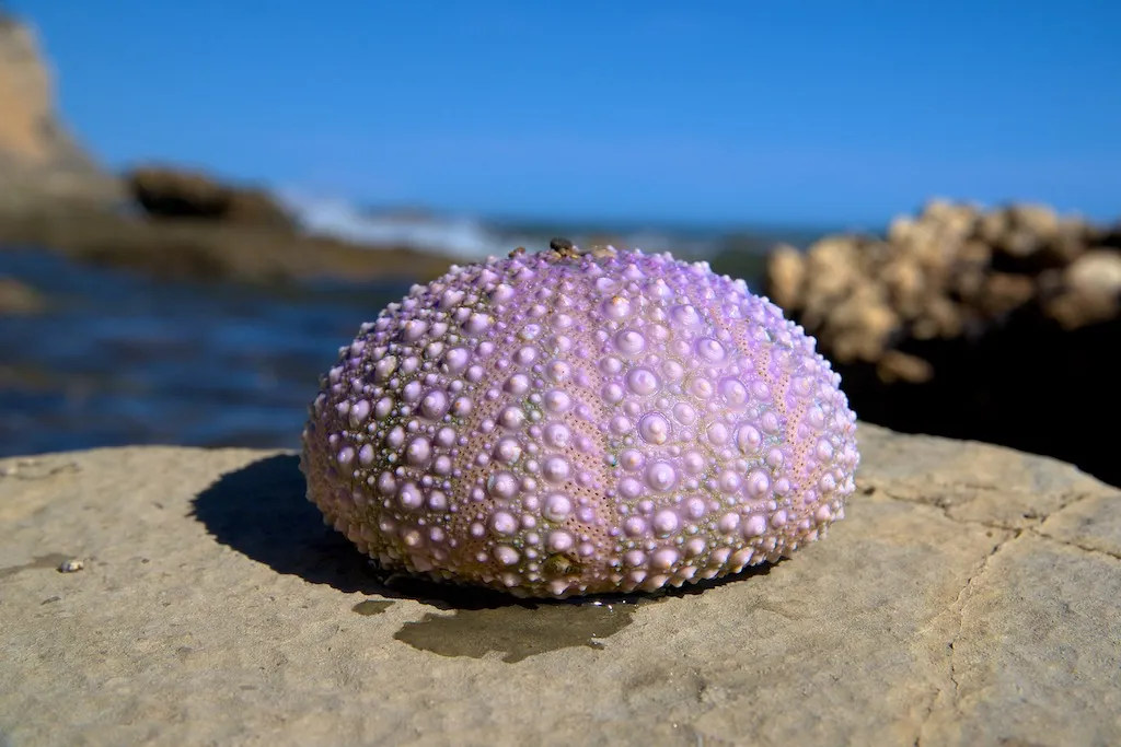 Sea urchin by tiago | Download free STL model | Printables.com