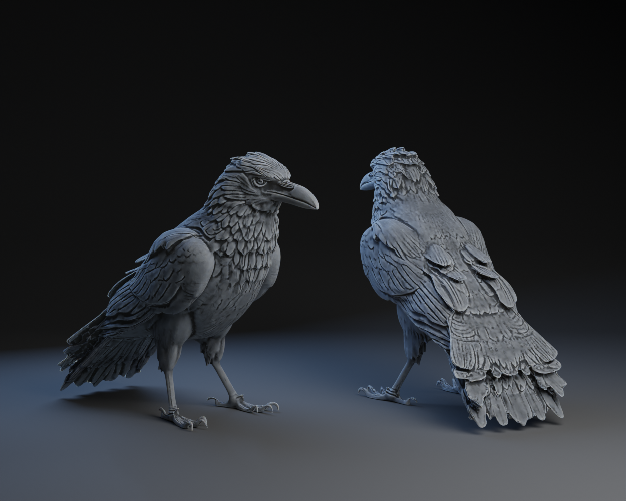 Preening (Puffing) Raven