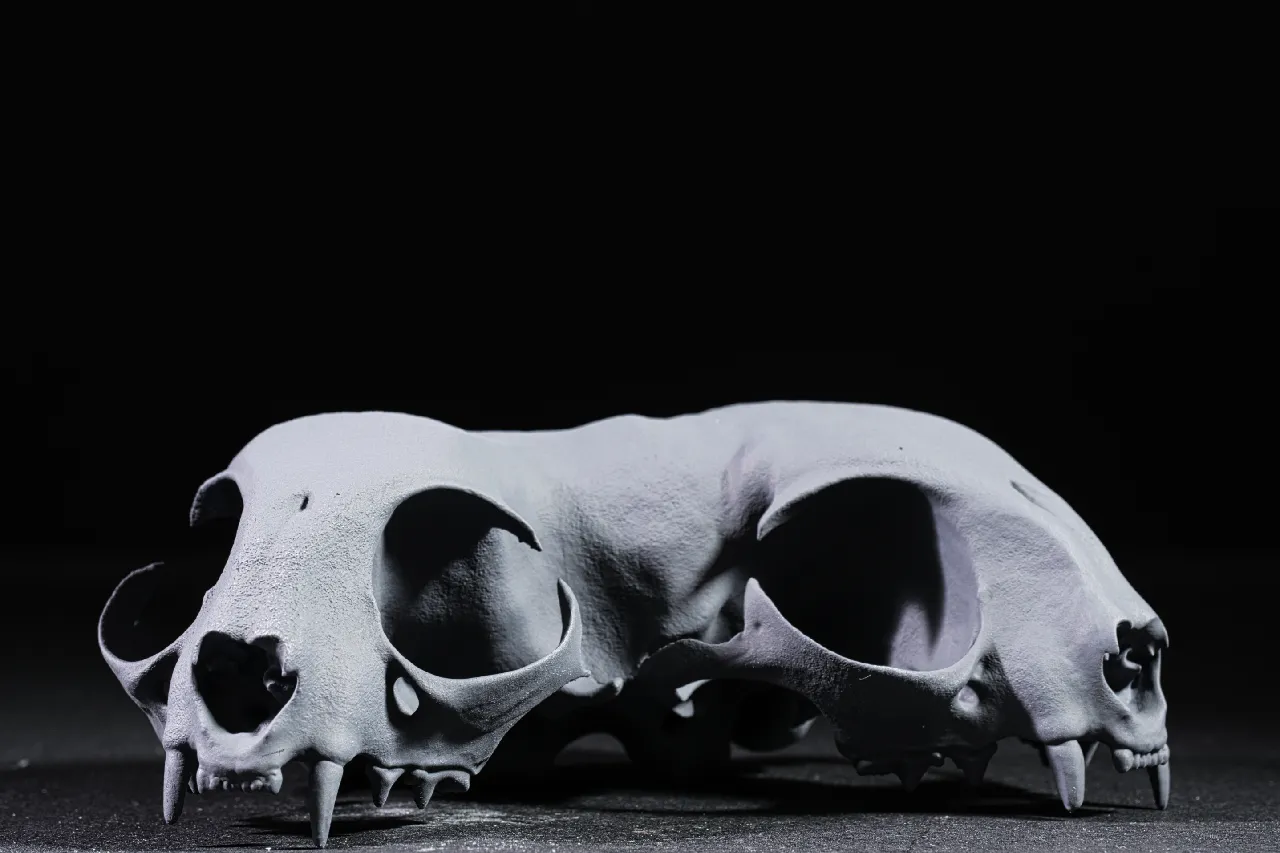 Conjoined Domestic Cat Skull (Pre Supported) by Lantern Lore