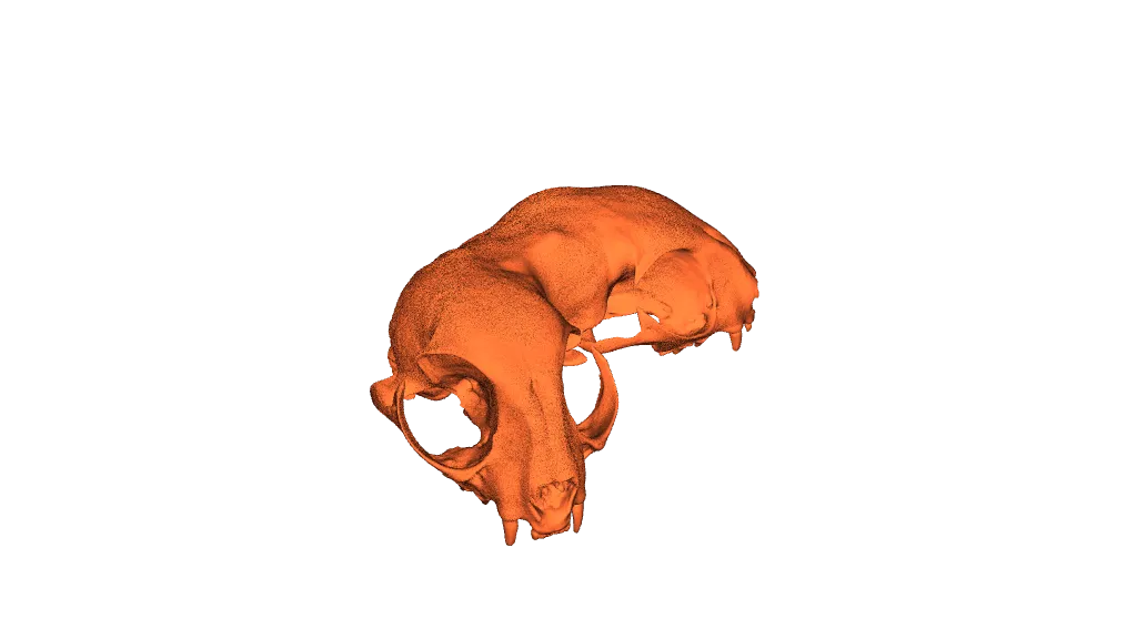 Conjoined Domestic Cat Skull (Pre Supported) by Lantern Lore