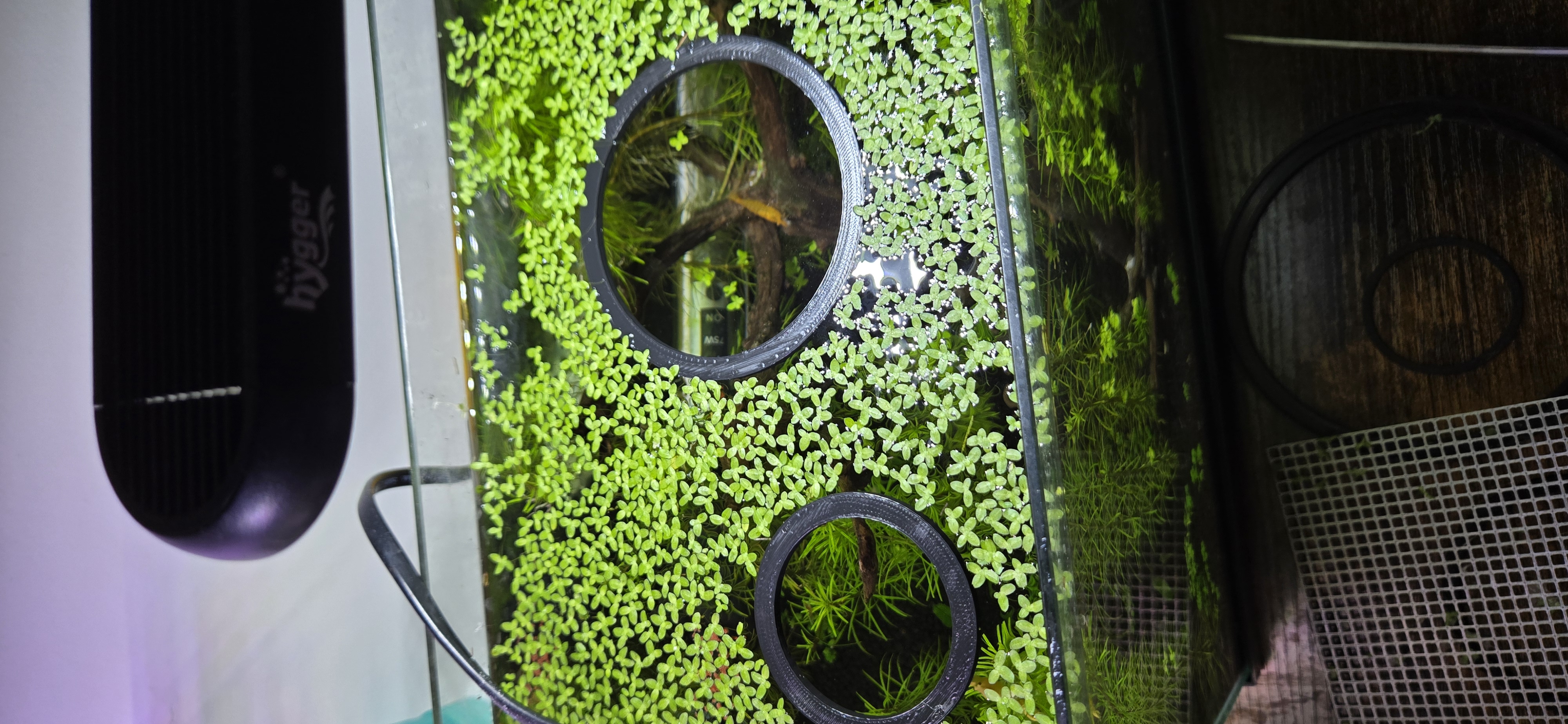 Duckweed ring