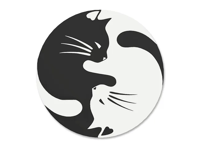 Black Cat, White Cat