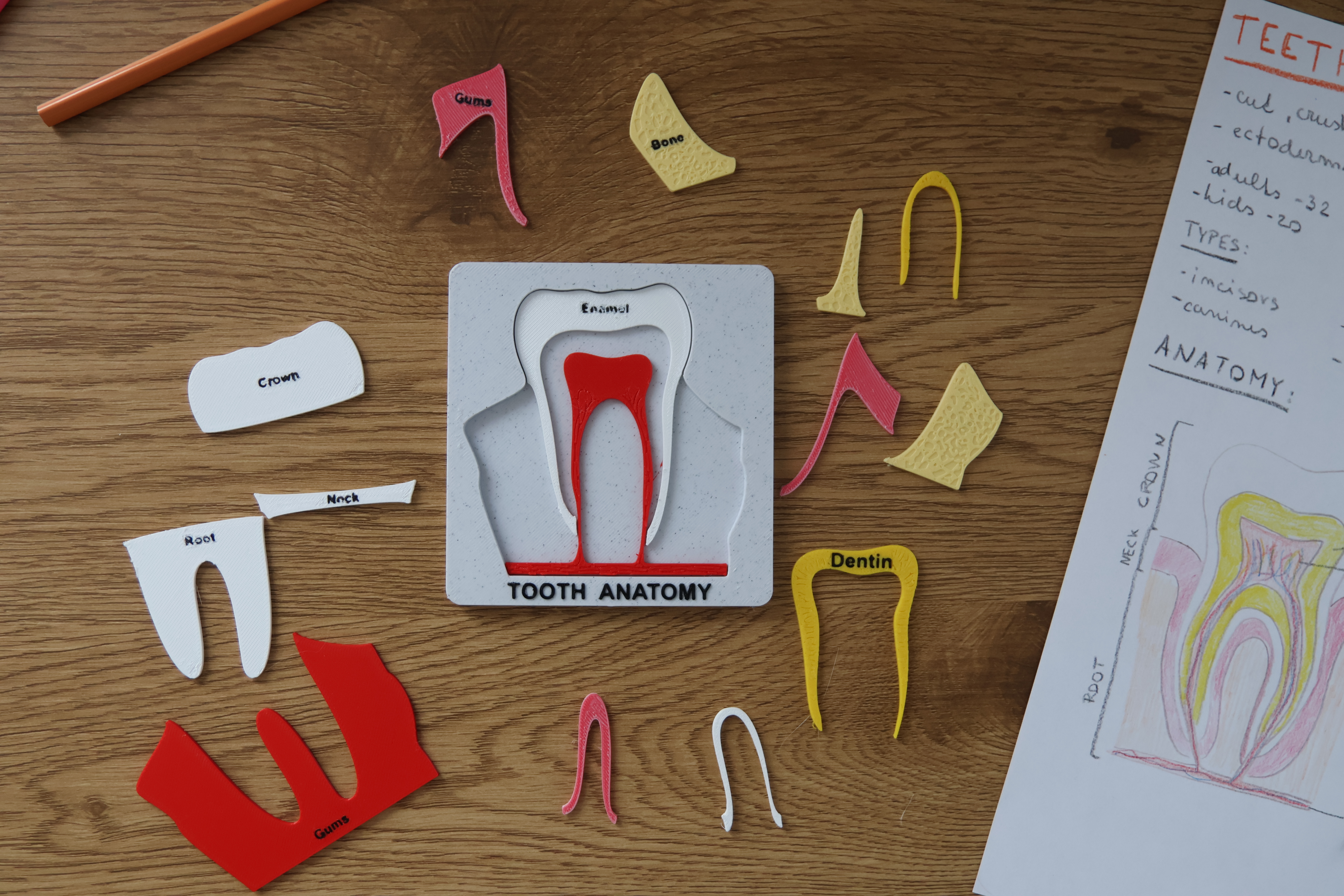Tooth Anatomy Puzzle — miniatura 2