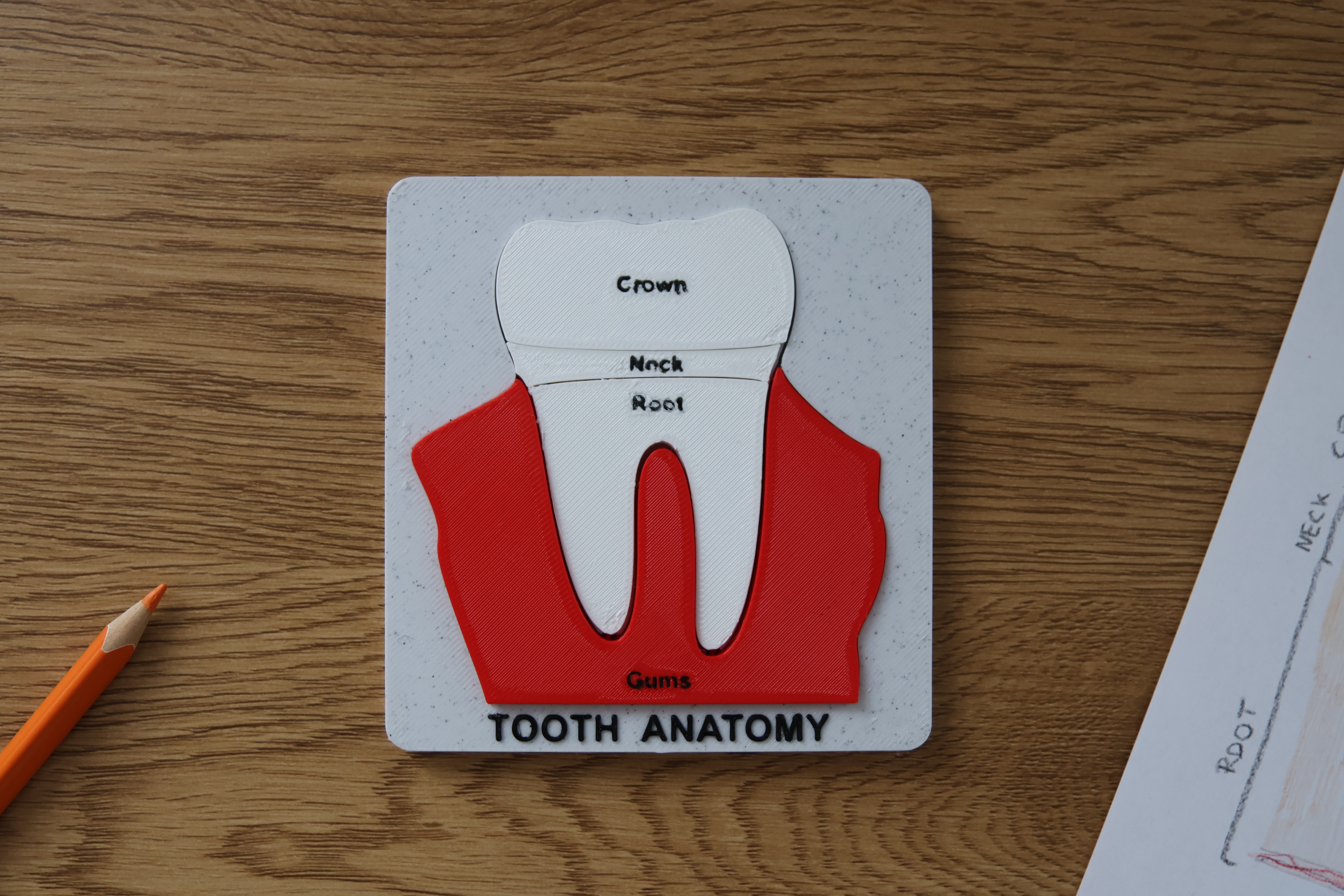 Tooth Anatomy Puzzle — miniatura 3