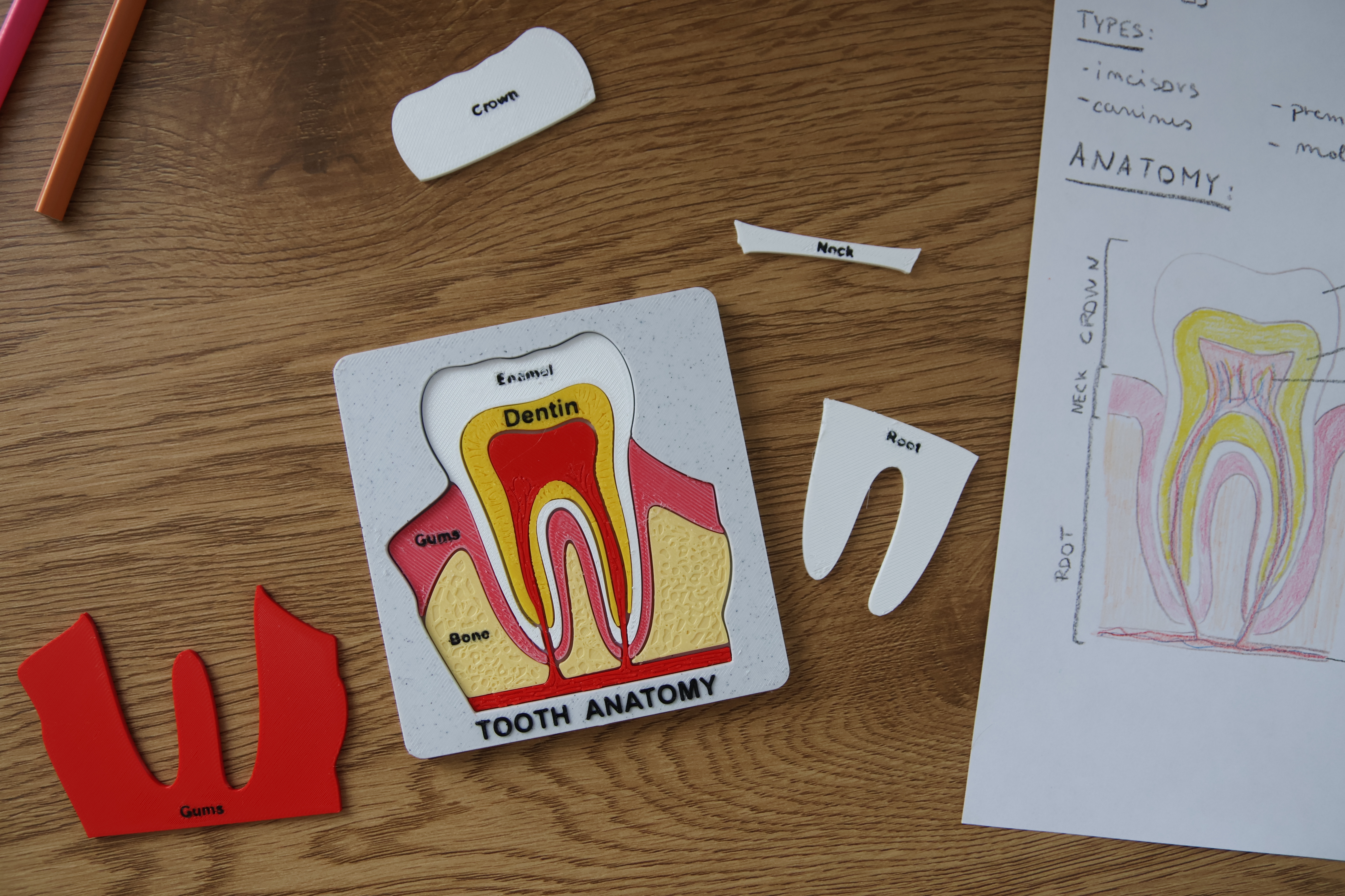 Tooth Anatomy Puzzle