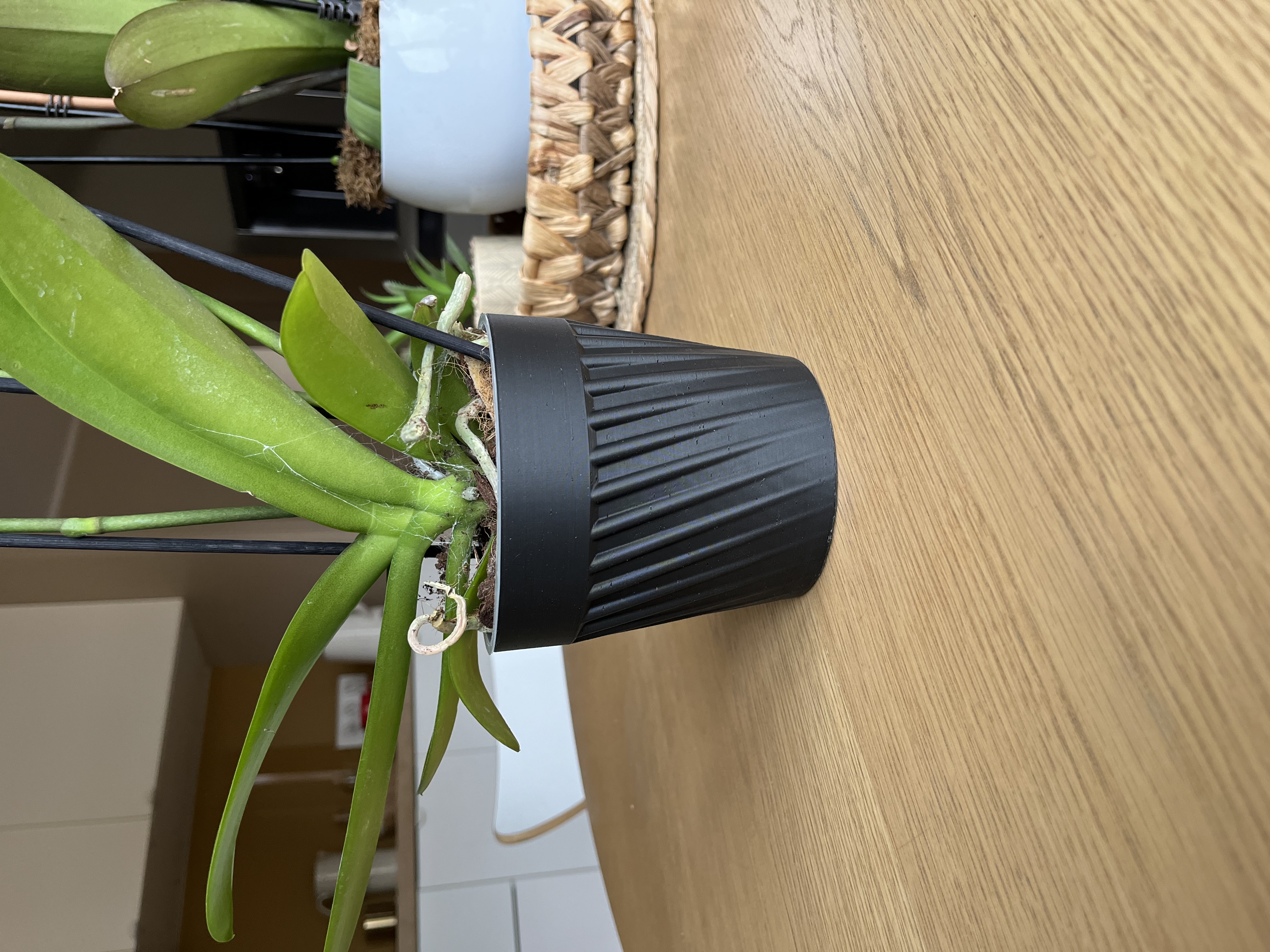 Basic Cache Pot