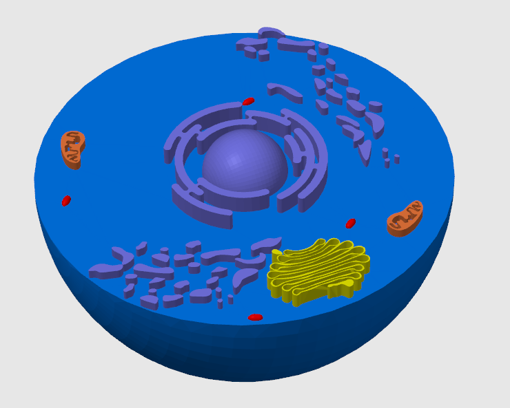 Animall cell The structure of an animal cell