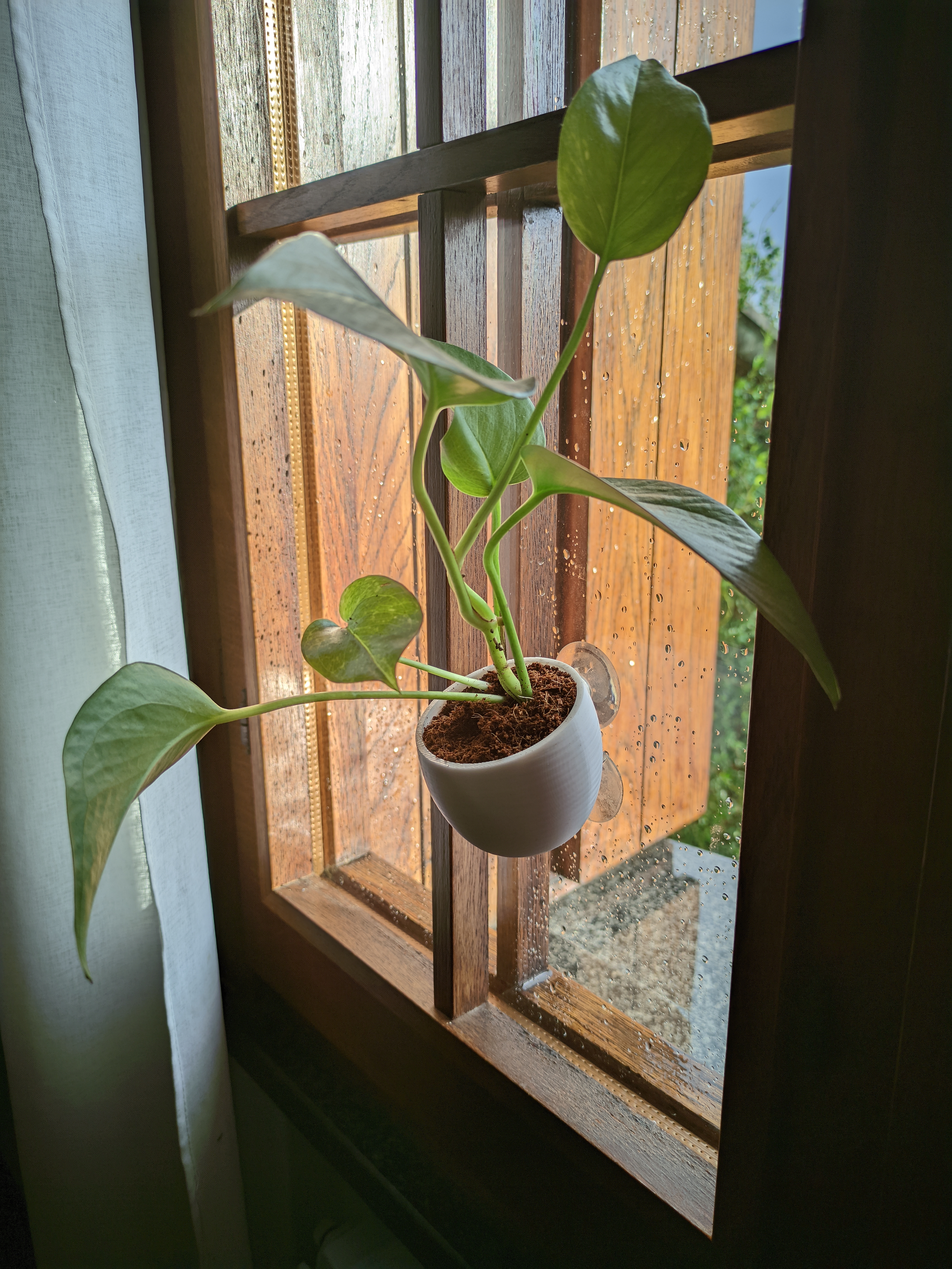 Suction cup pot — miniatura 2