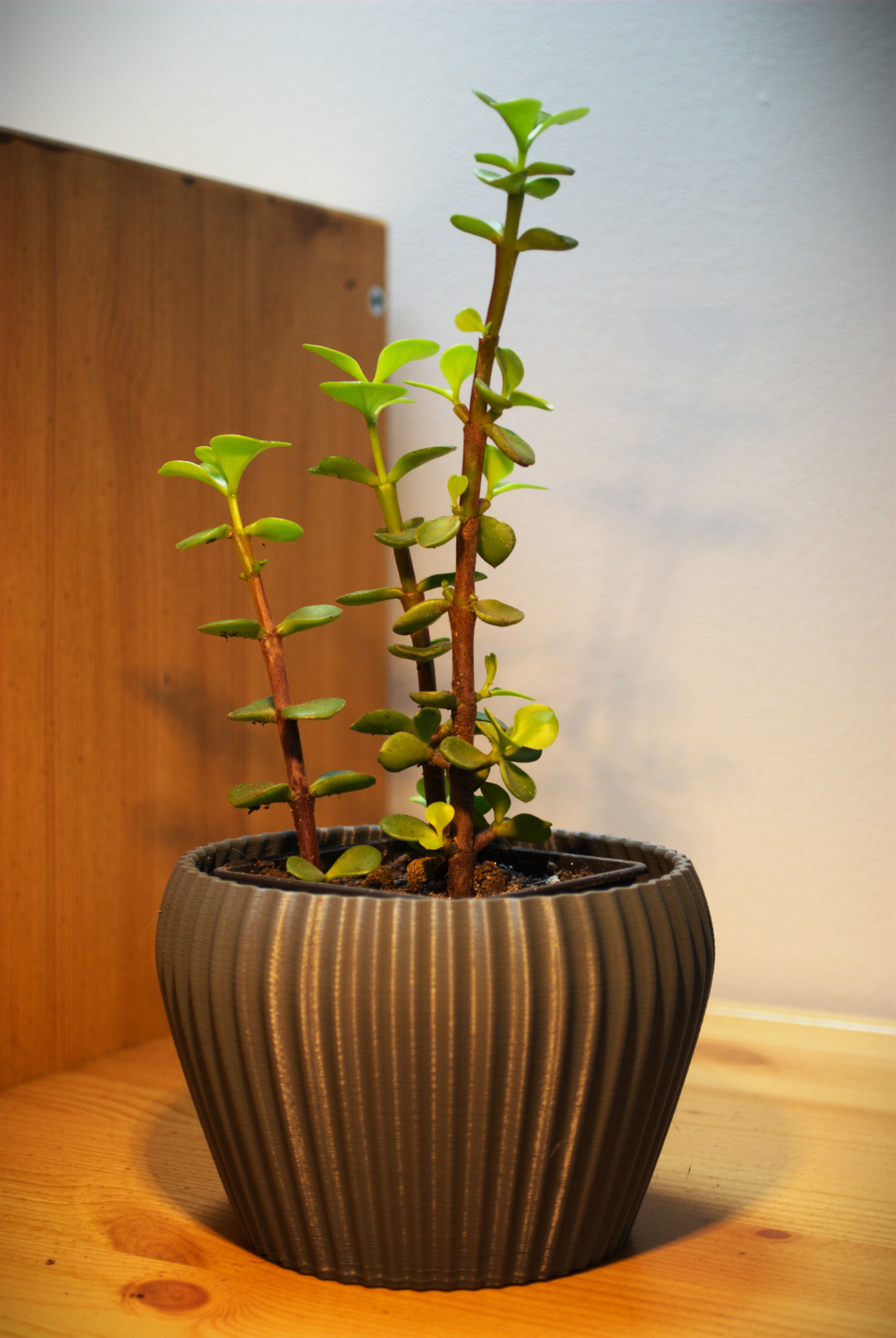 flower pot
