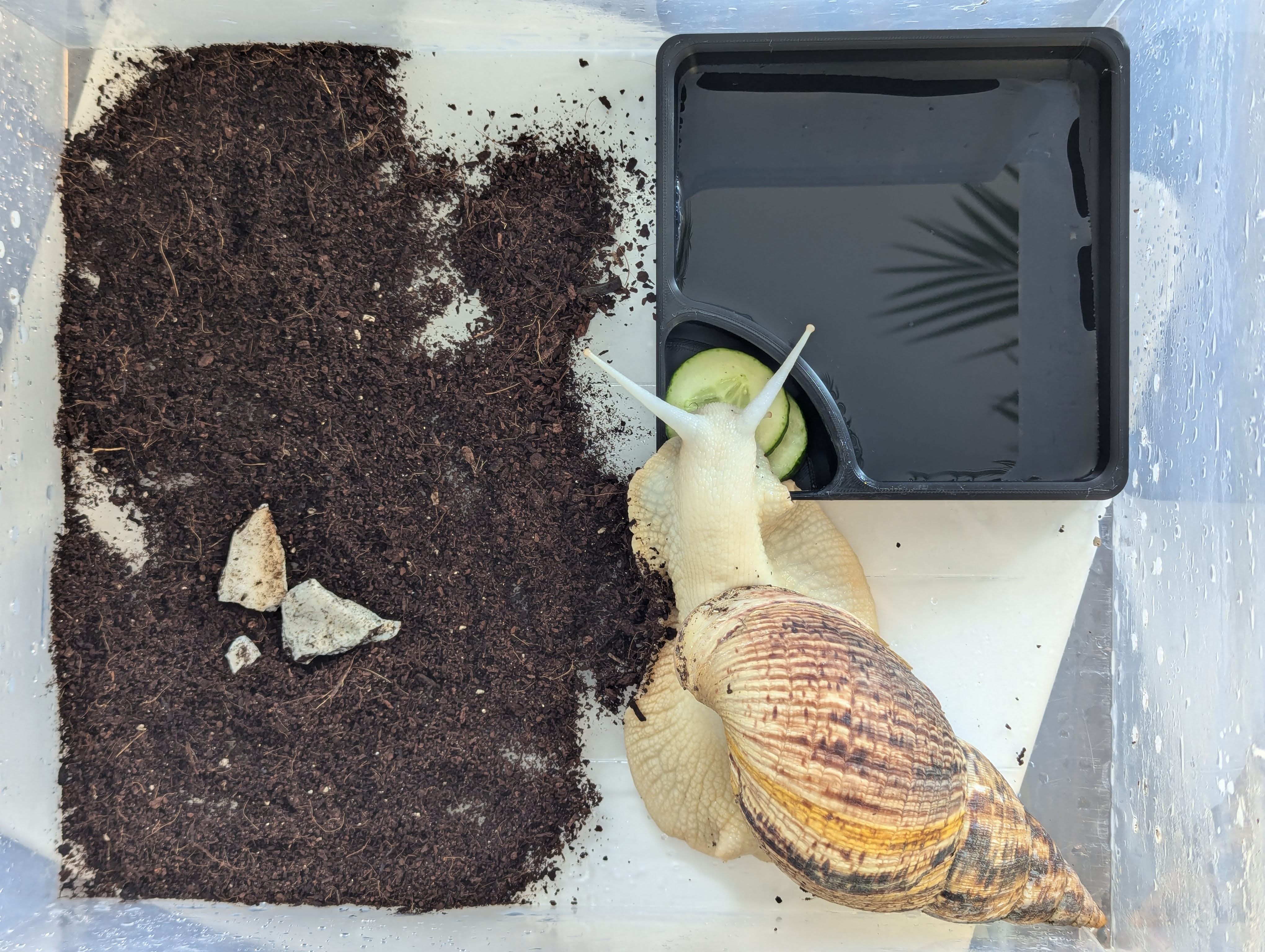 Snail feeder and pool — miniatura 4