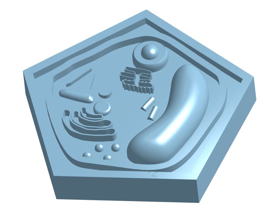 Plant Cell Model