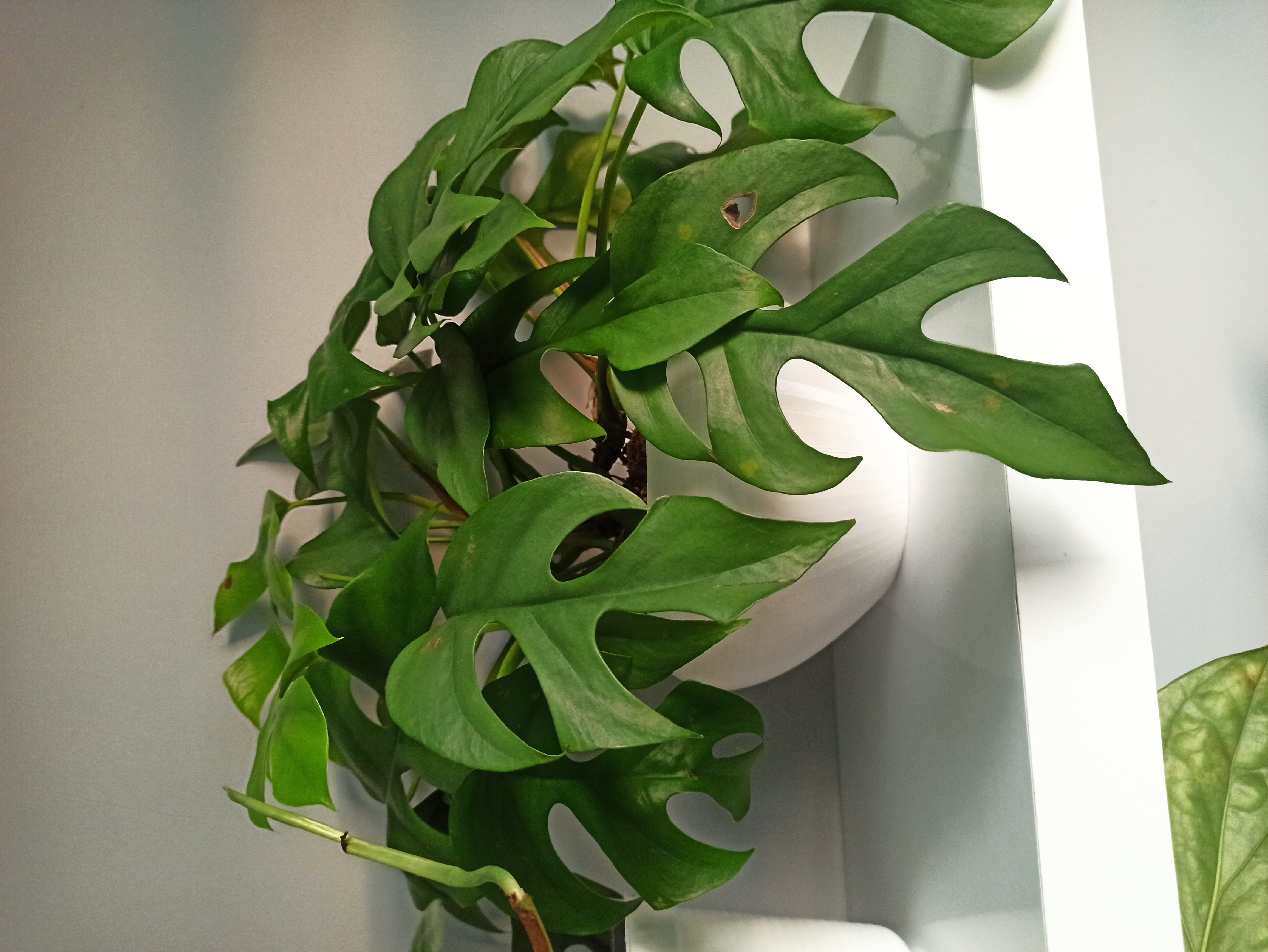 Rounded plant pot — miniatura 2