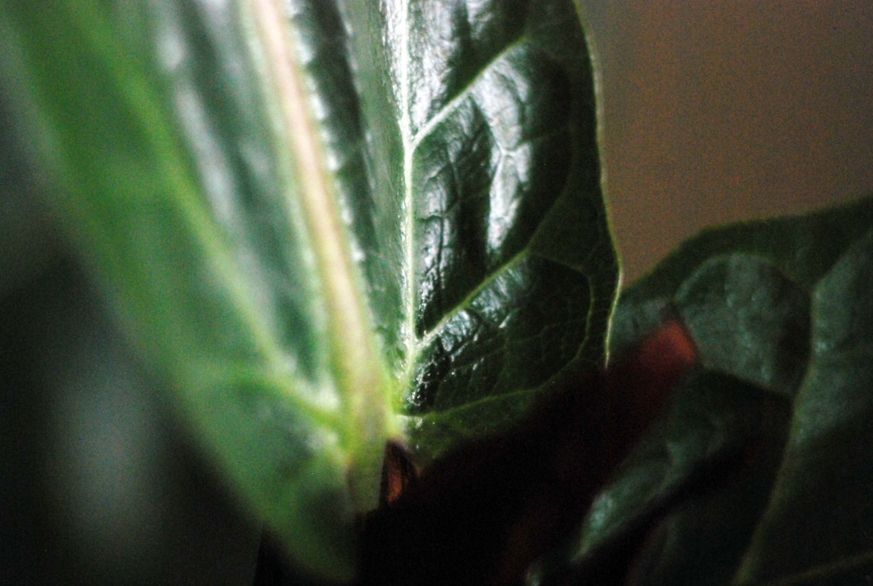 Projector Lens Barrel to Nikon Adapter — thumbnail 6