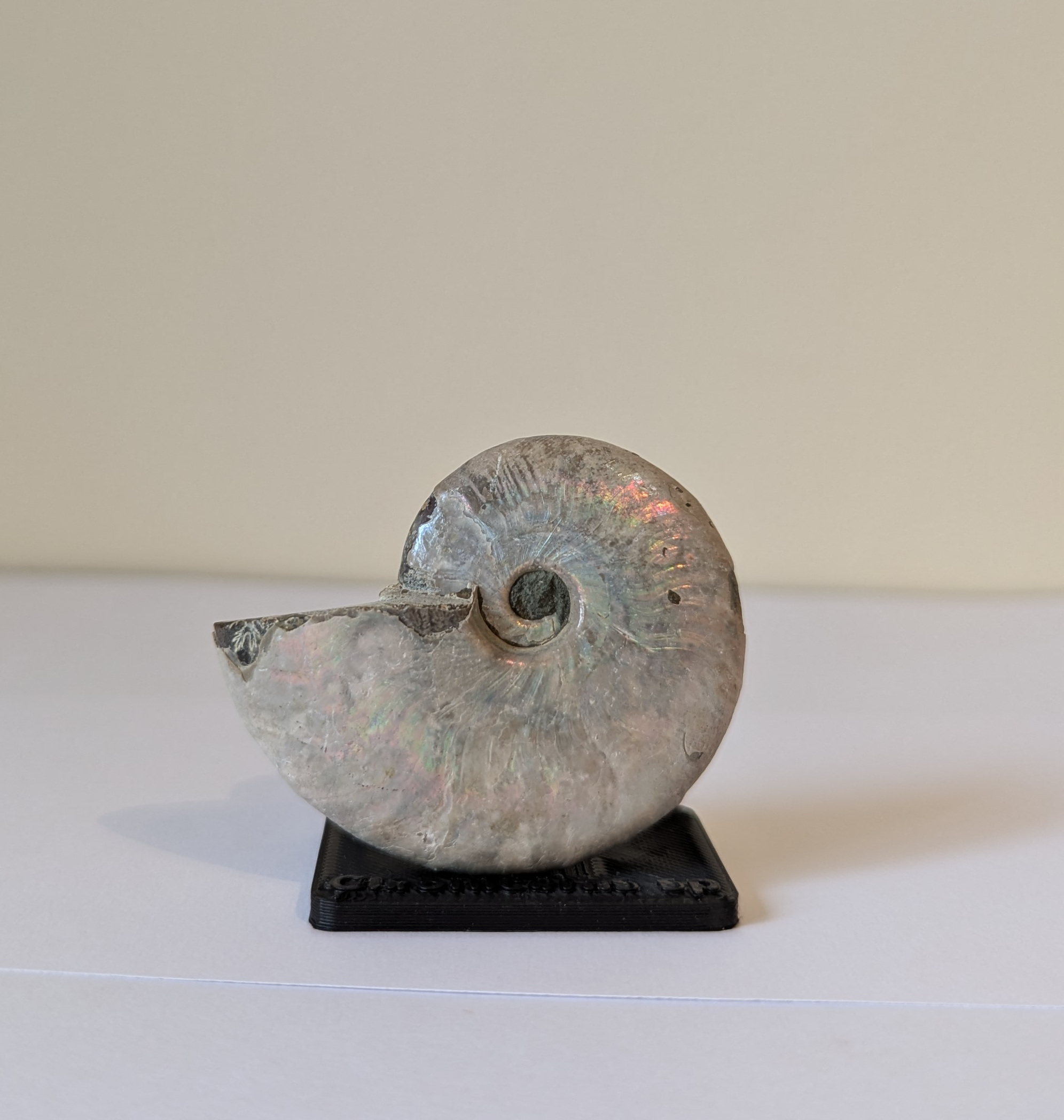 Ammonite fossil stand (or any circular thing) Customisable