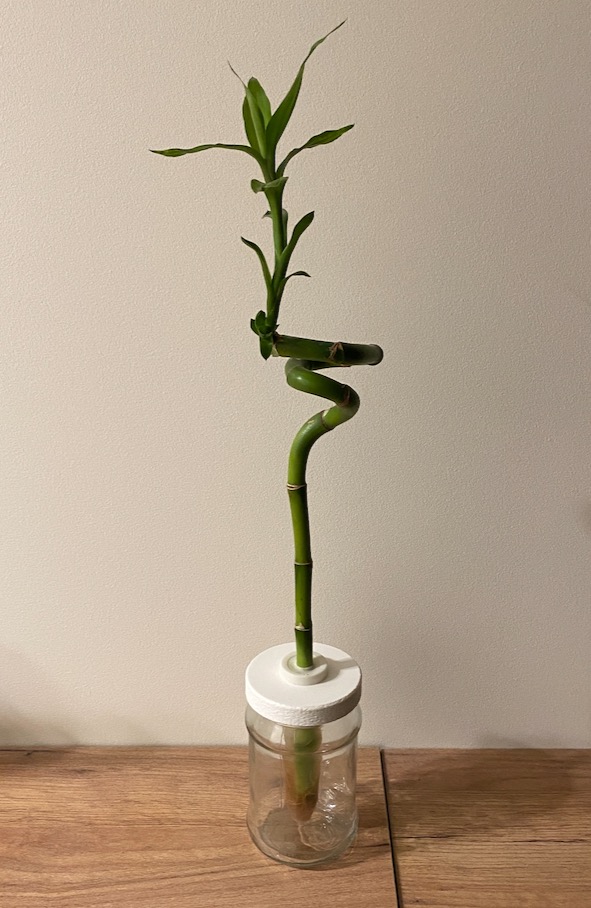 Lucky bamboo jar lid
