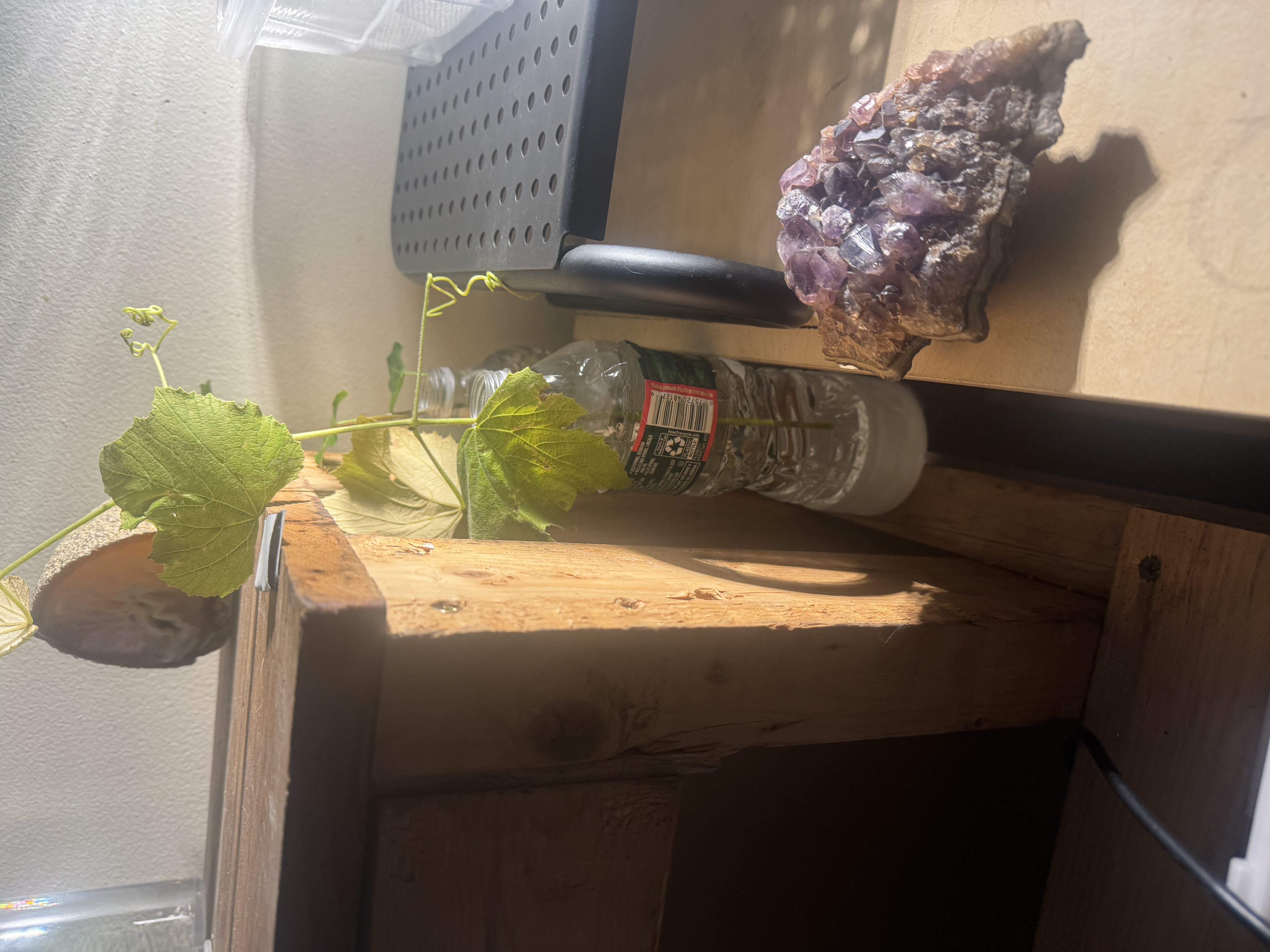 Water Bottle Mount for Propagating Vines and Other Plants