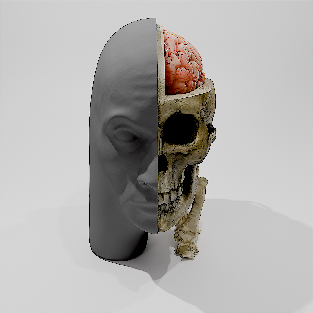 rockmongus realistic anatomy