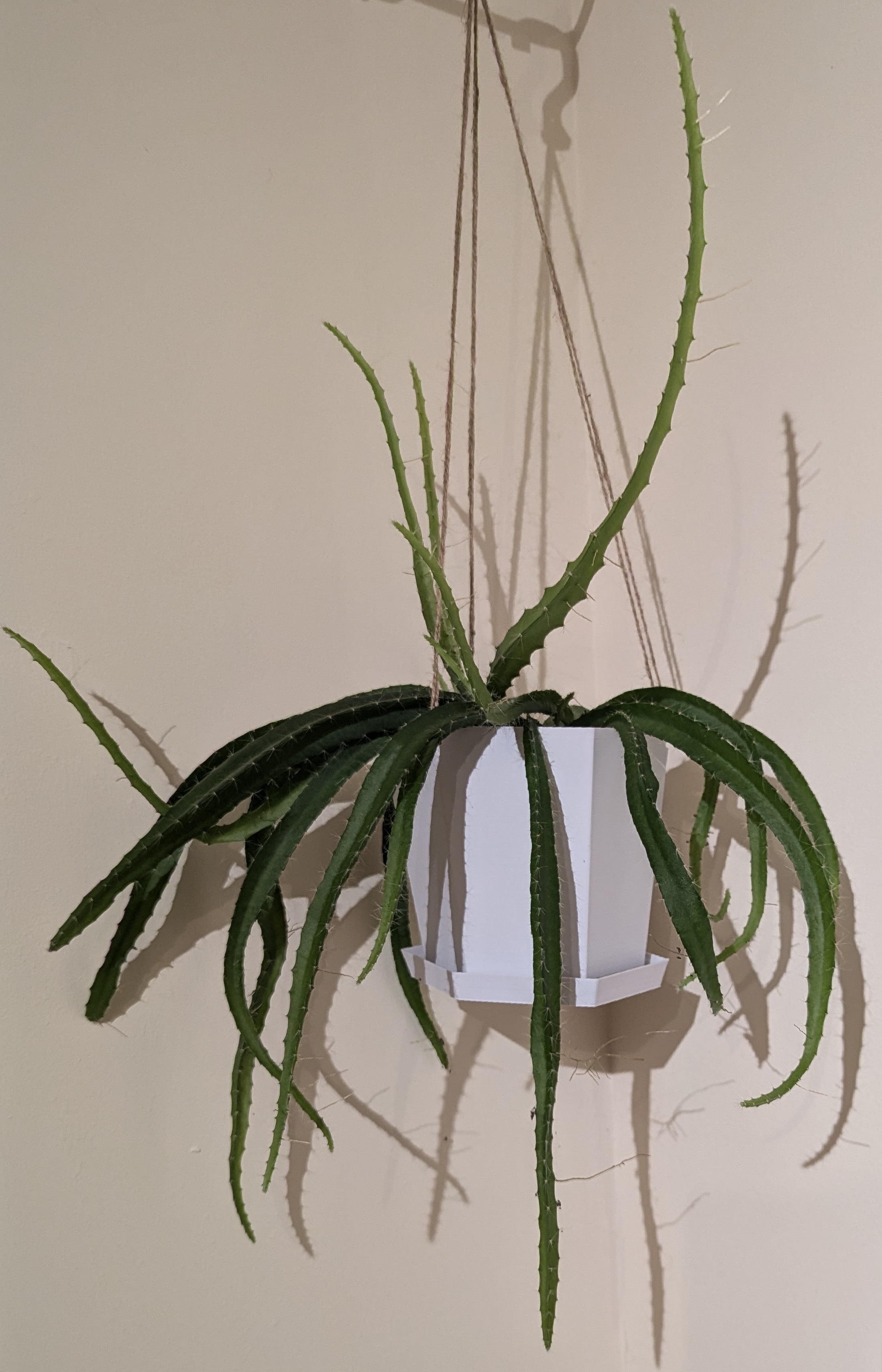 Hexagon Hanging plant pot Customisable also various other shapes