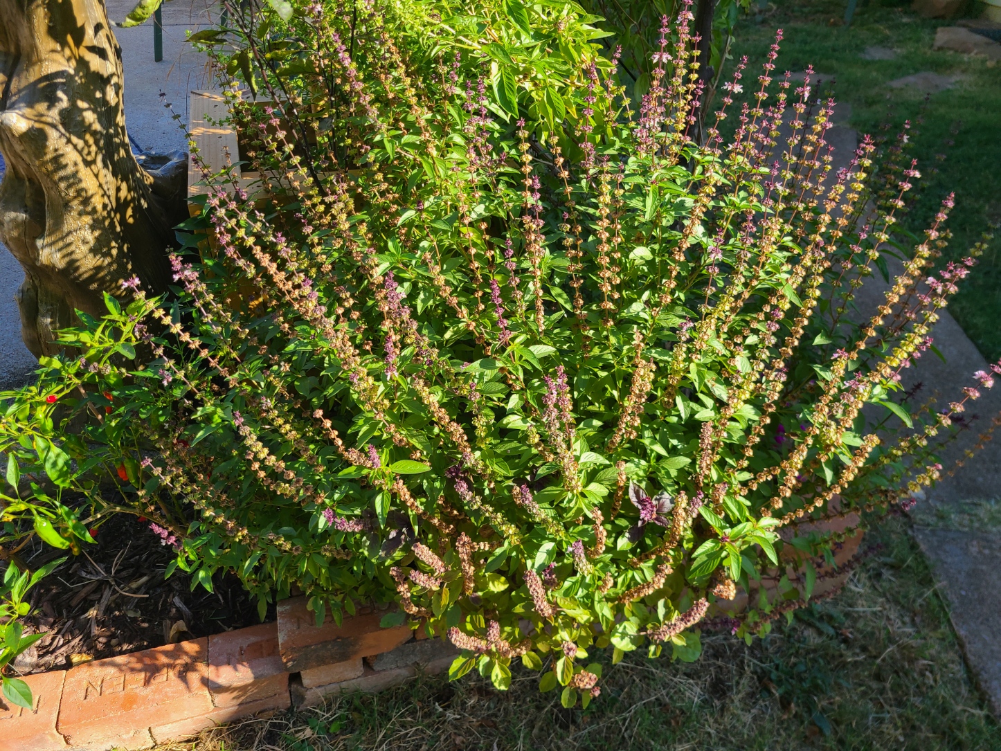 Basil Seed Thresher — thumbnail 13